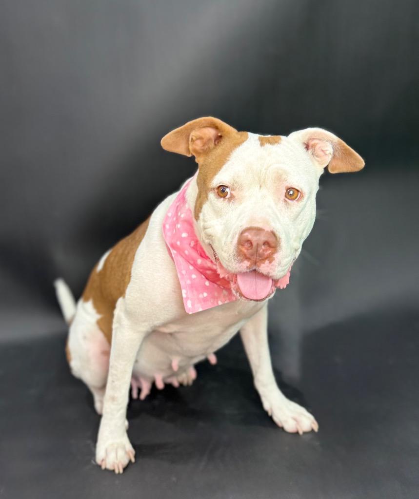 Enlarge Nani Pelekai, a Adoptable mixed breed in Alvin, TX image 2/6