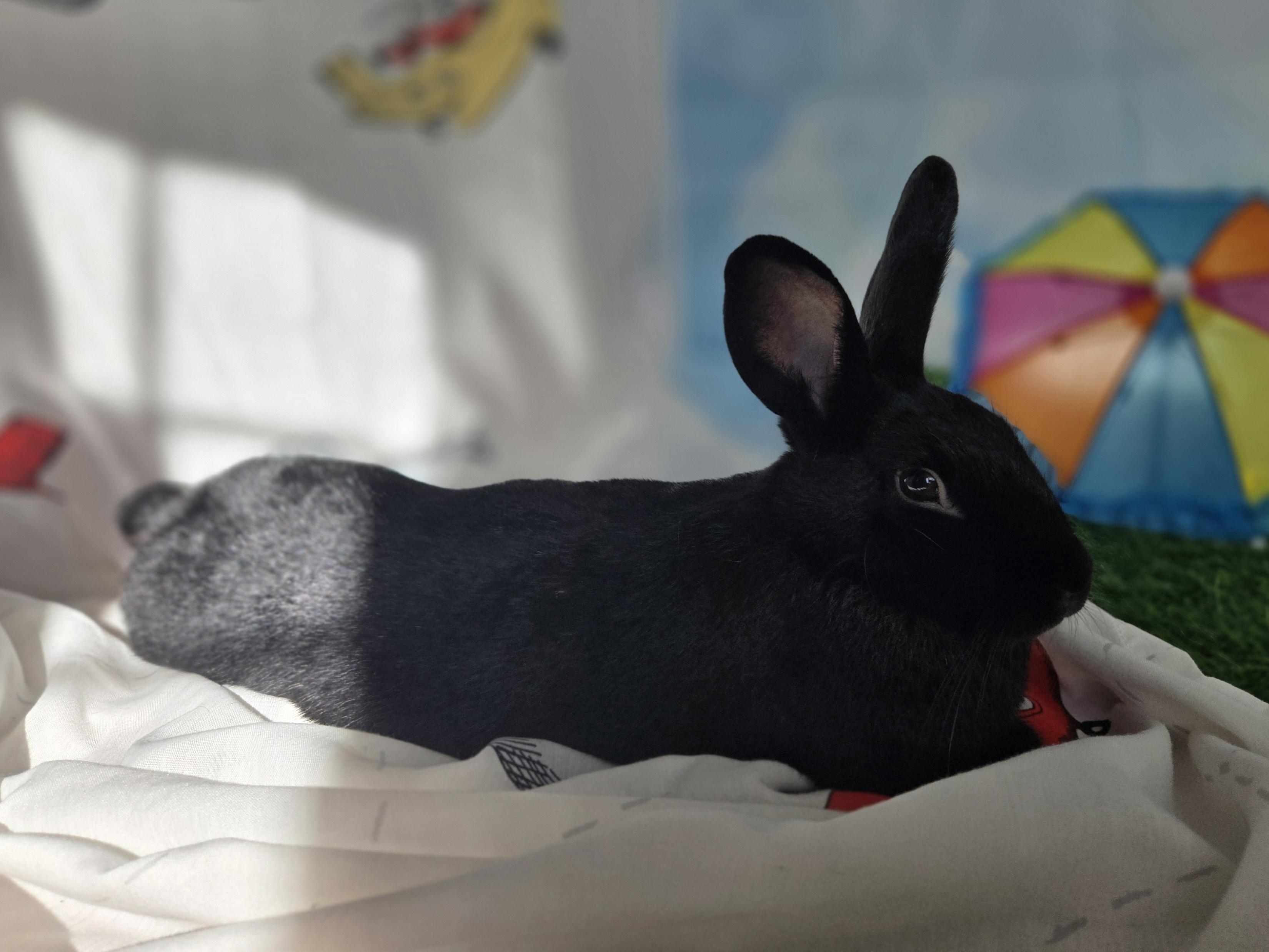 Enlarge Onyx, an adoptable Havana in Andover, MA image 2/6