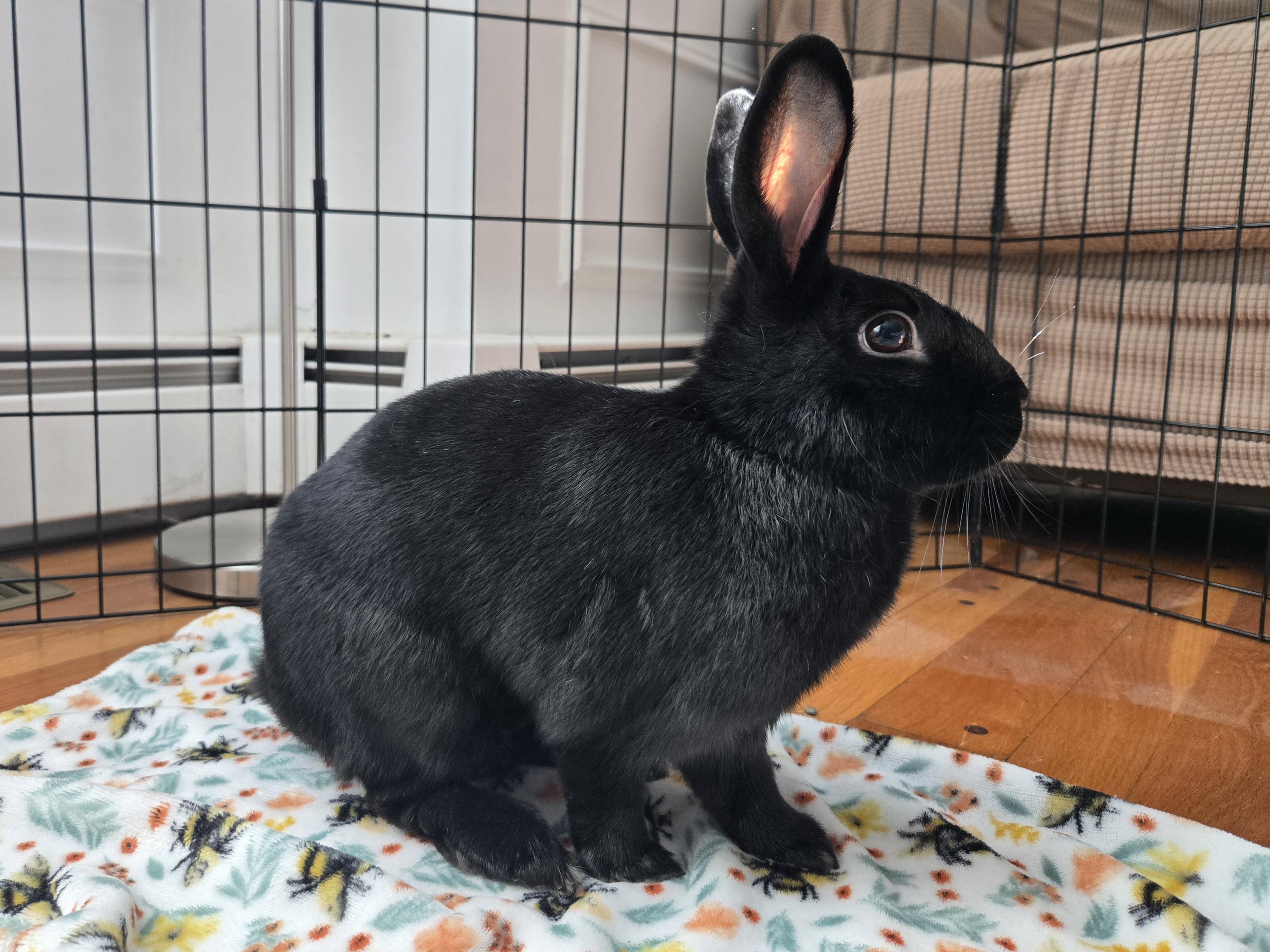 Enlarge Onyx, an adoptable Havana in Andover, MA image 5/6