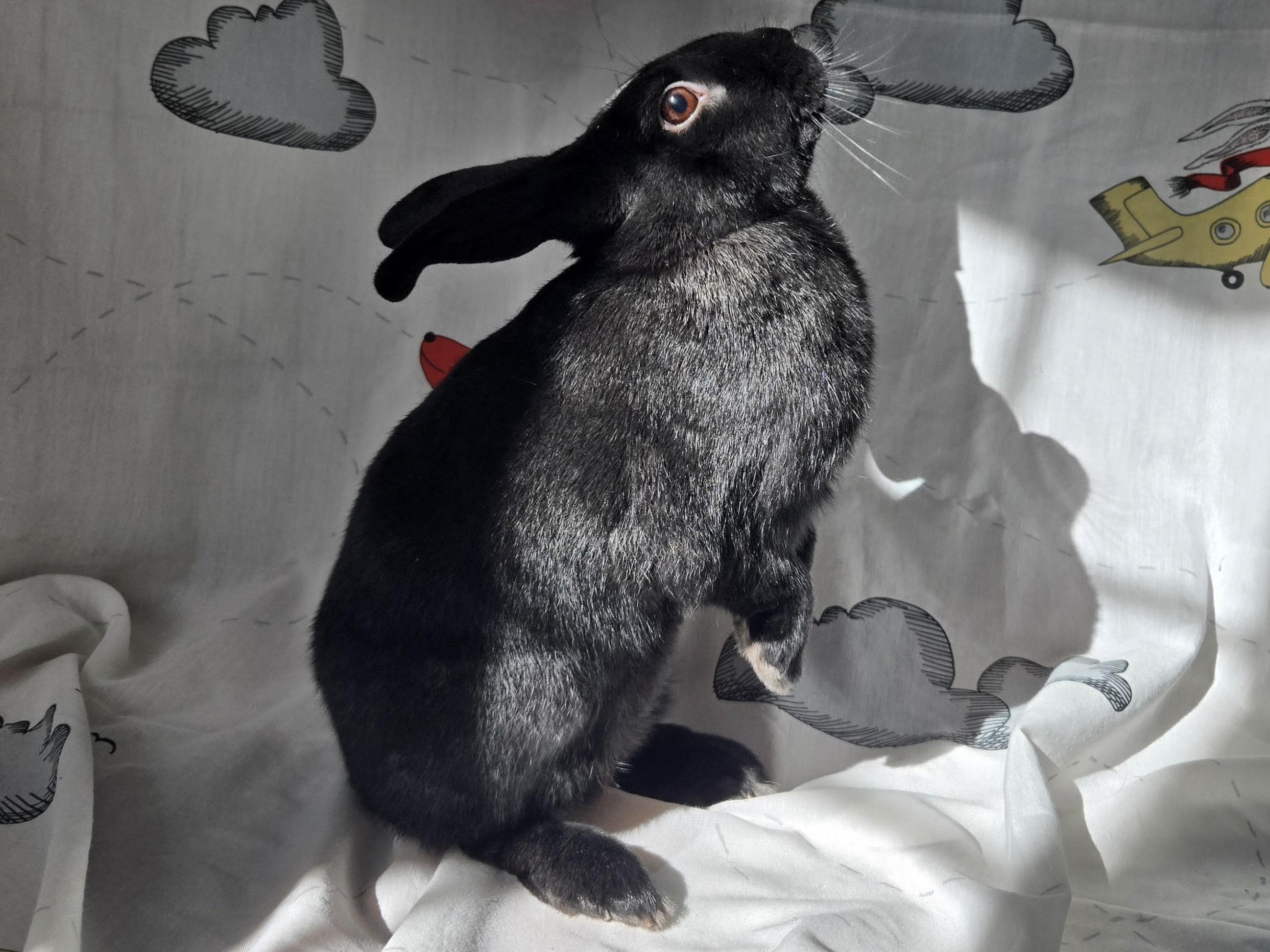 Enlarge Onyx, an adoptable Havana in Andover, MA image 4/6