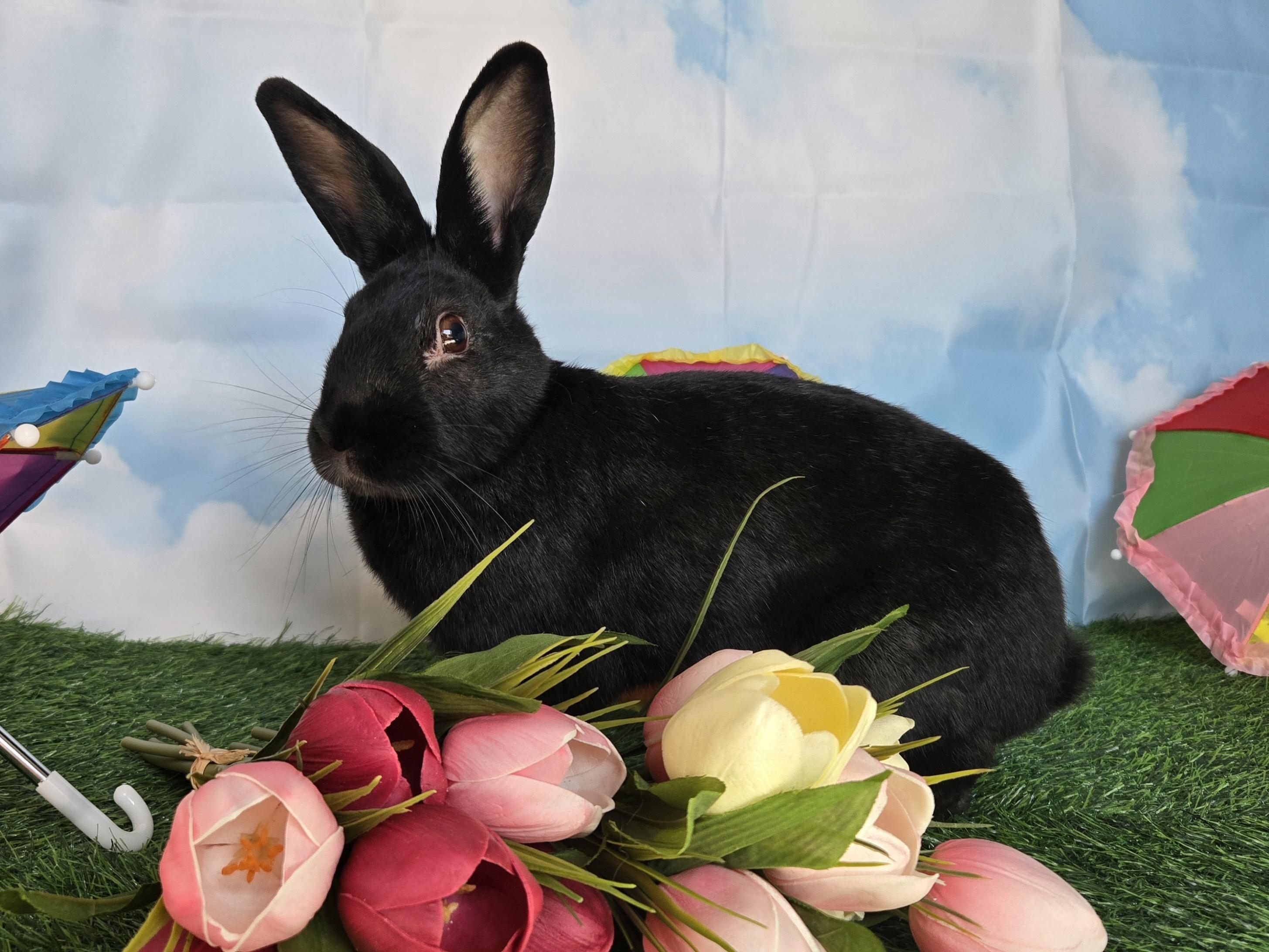 Enlarge Onyx, an adoptable Havana in Andover, MA image 1/6