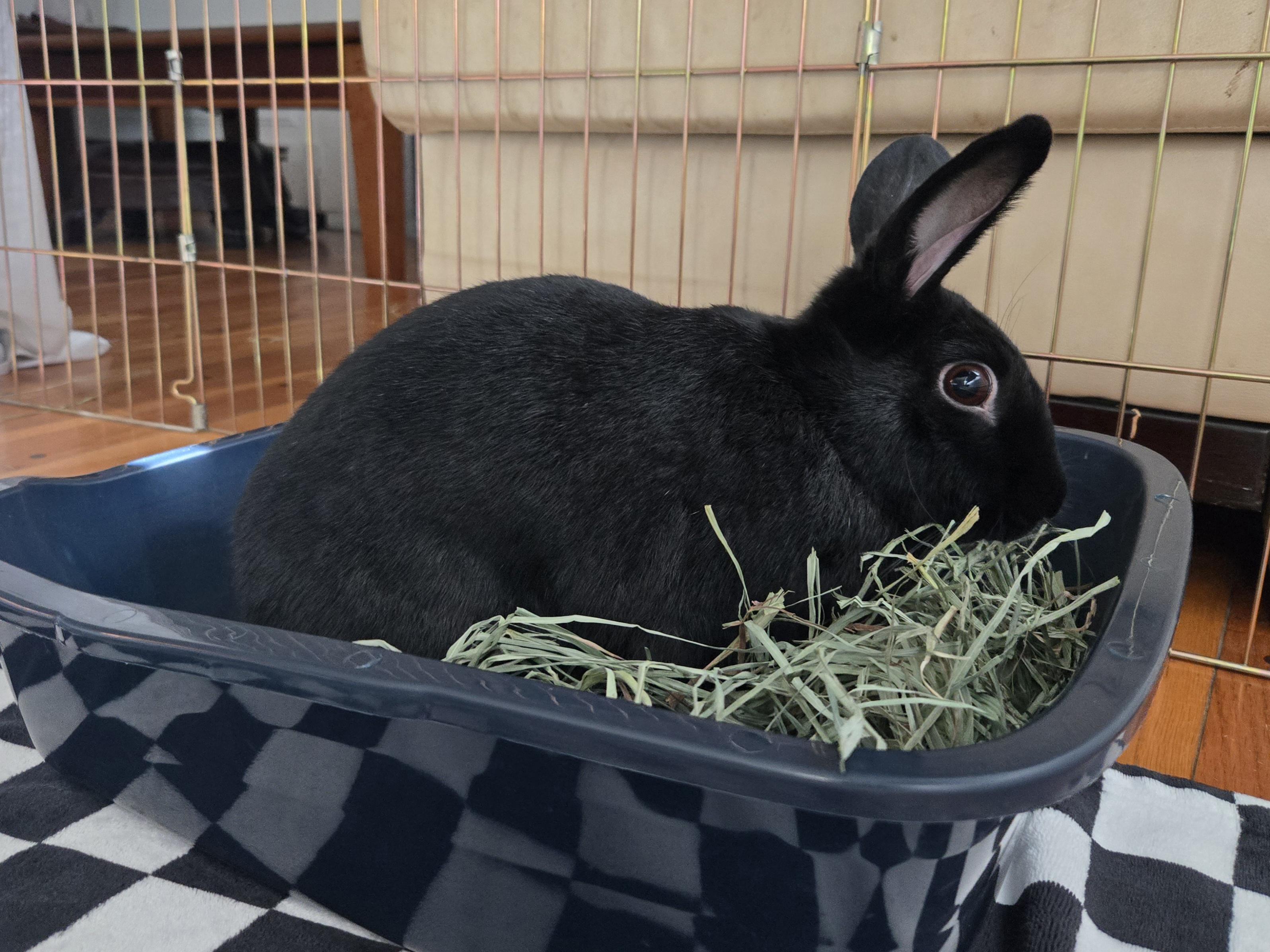 Enlarge Onyx, an adoptable Havana in Andover, MA image 3/6