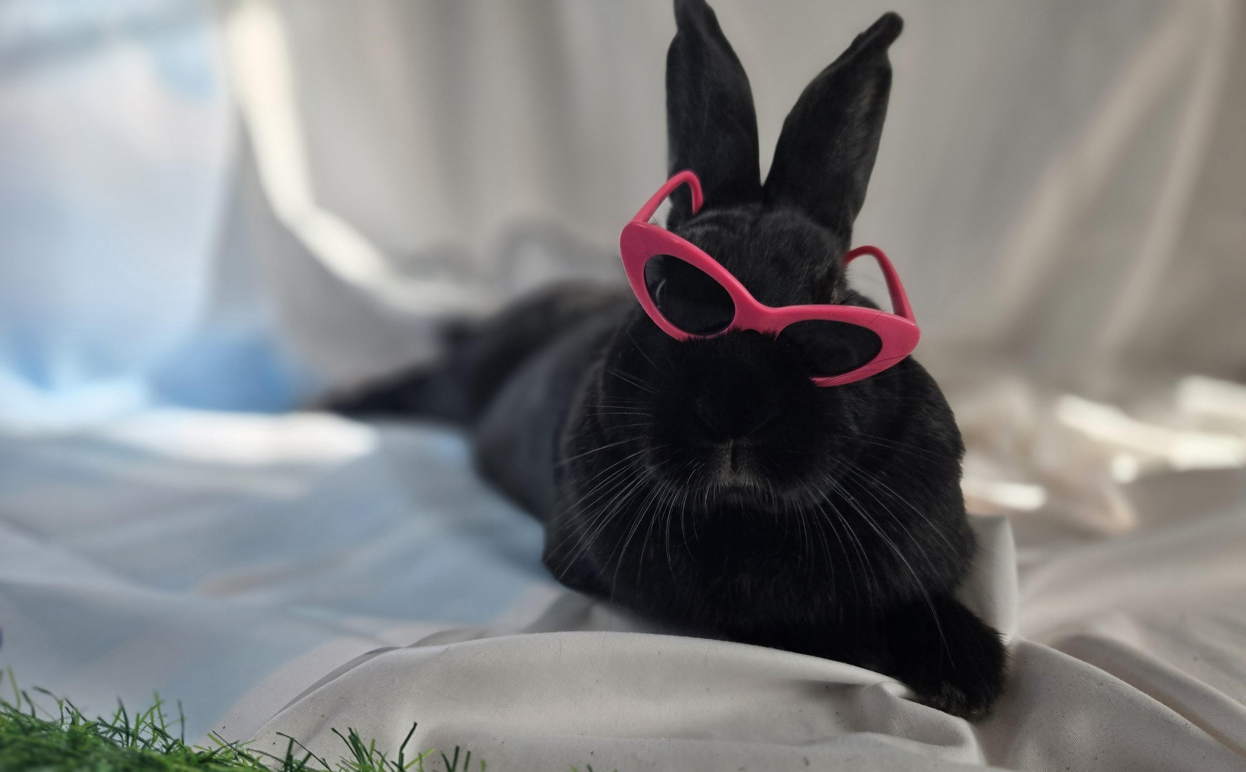 Enlarge Onyx, an adoptable Havana in Andover, MA image 6/6