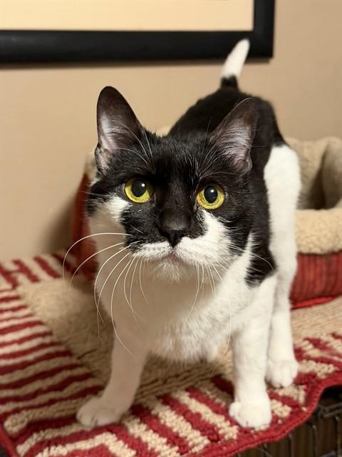BOBBIE, Adoptable, Adult Female Domestic Short Hair.