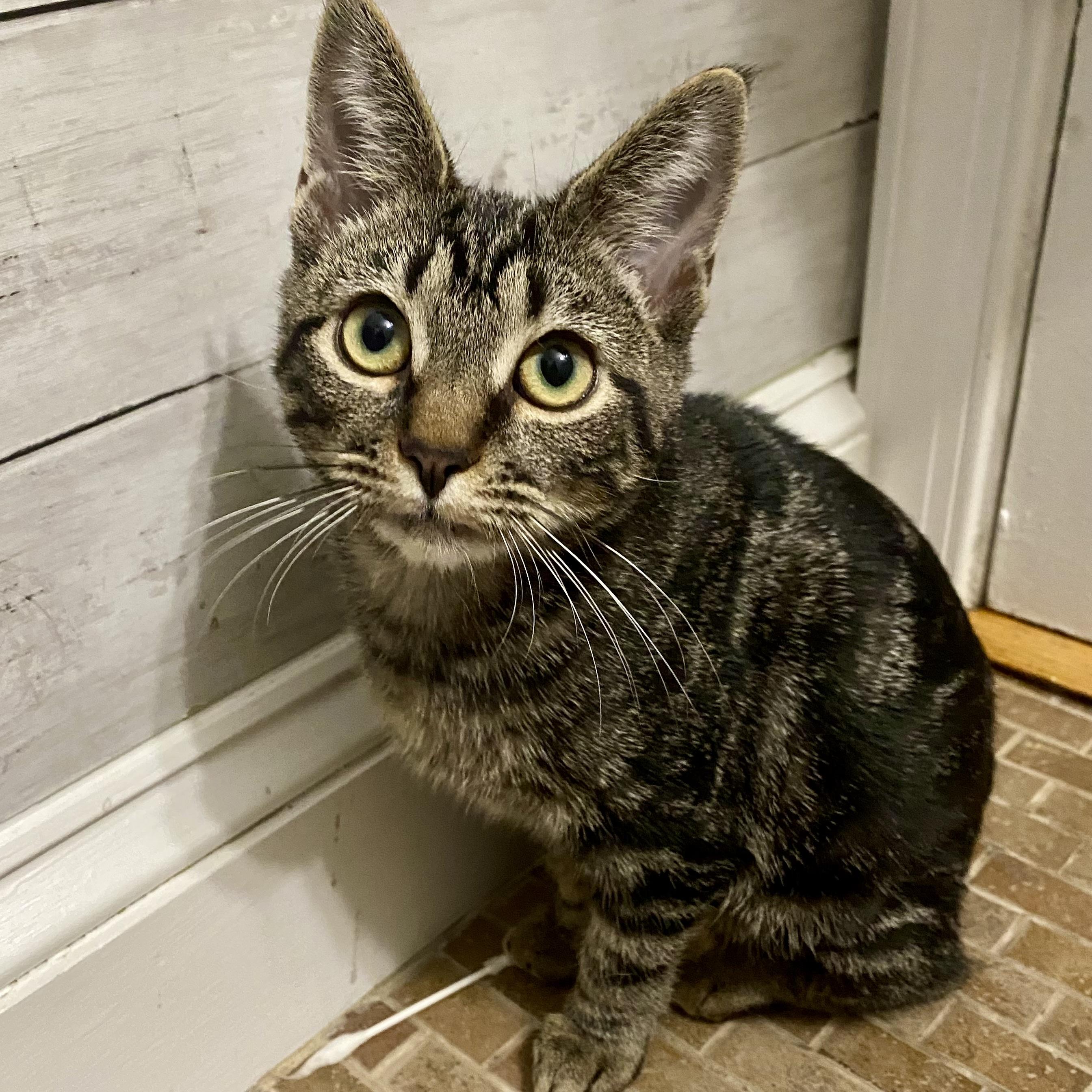 Enlarge Katydid, a Adoptable mixed breed in Alexandria, VA image 6/6