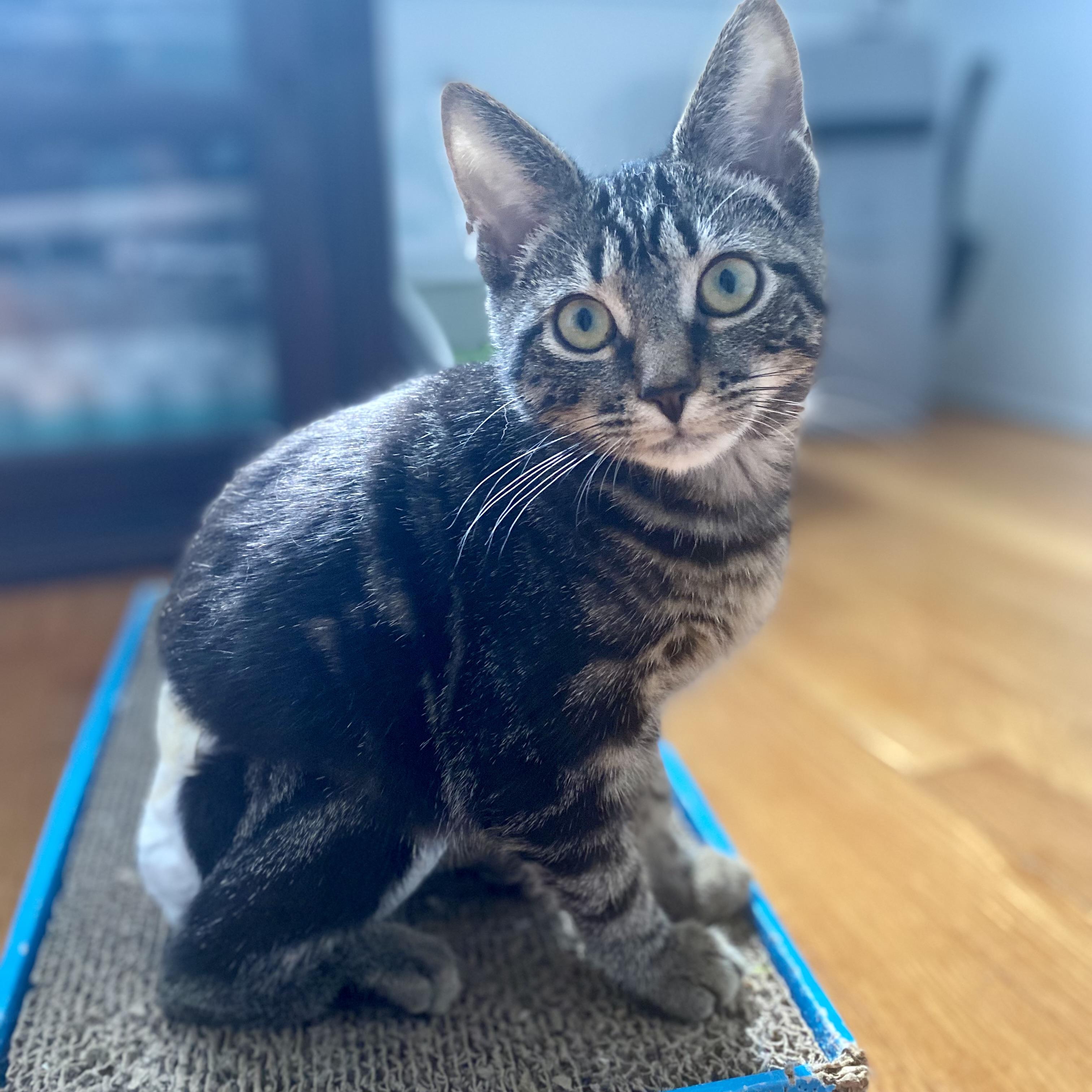 Enlarge Katydid, a Adoptable mixed breed in Alexandria, VA image 4/6