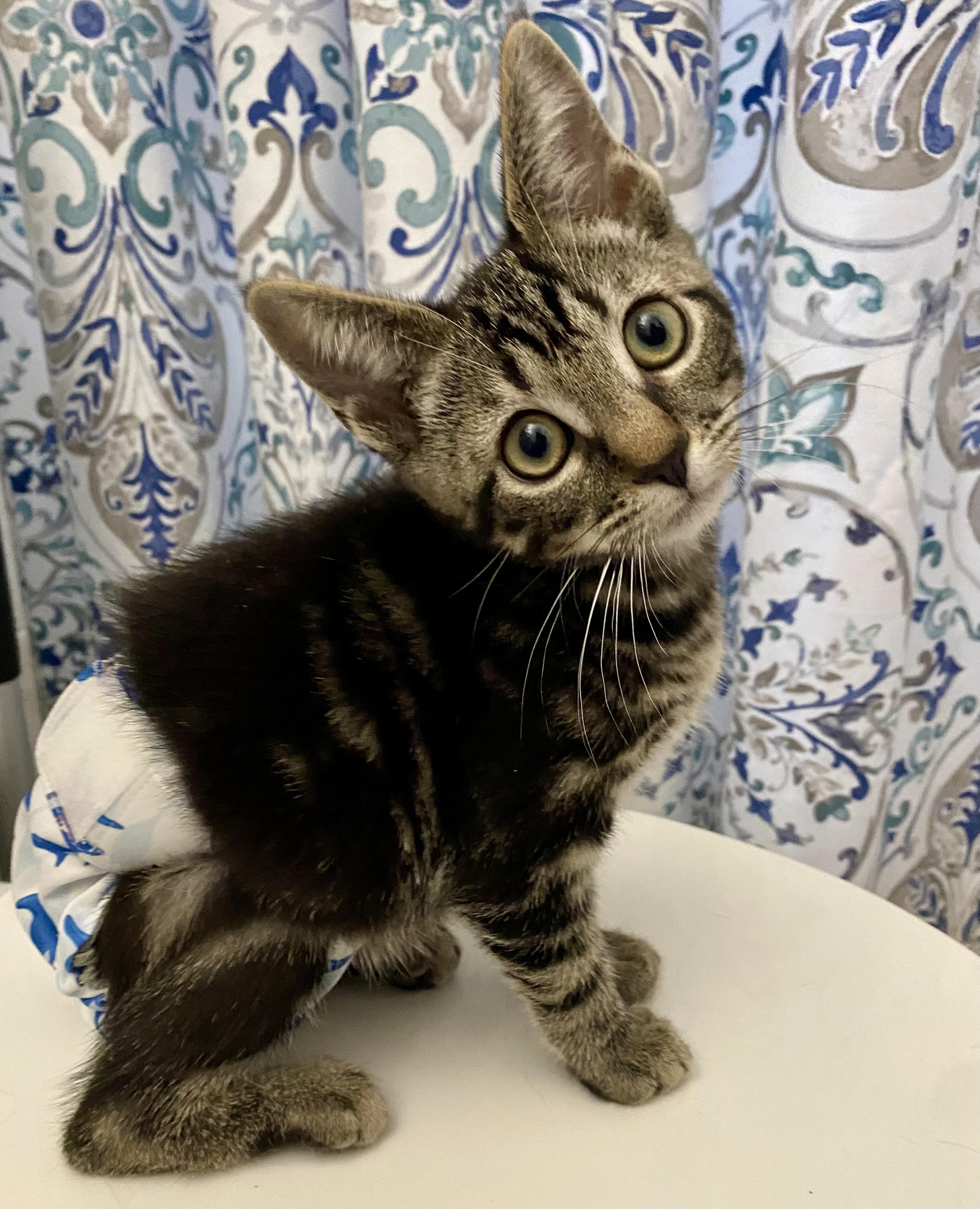 Enlarge Katydid, a Adoptable mixed breed in Alexandria, VA image 3/6