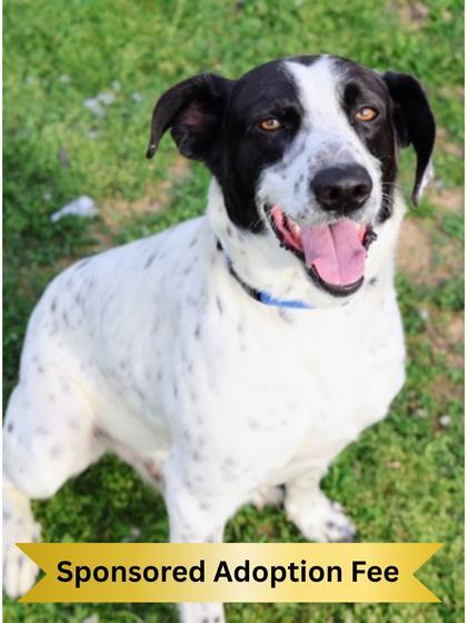 Flash, ADOPTABLE, Adult Male Mixed Breed.