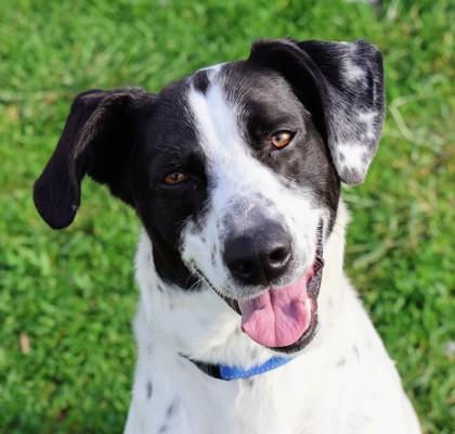 Flash, a ADOPTABLE Mixed Breed in Hamilton, OH image 2/3