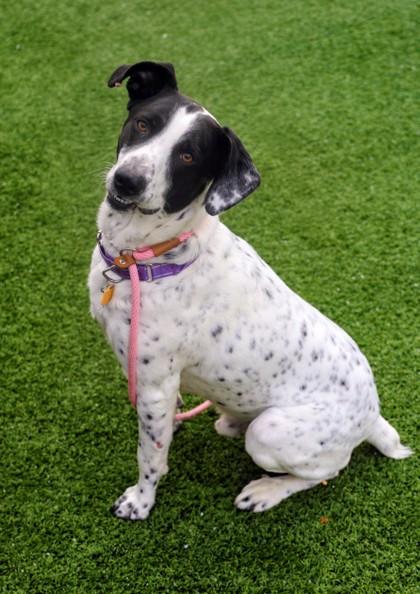 Flash, a ADOPTABLE Mixed Breed in Hamilton, OH image 3/3