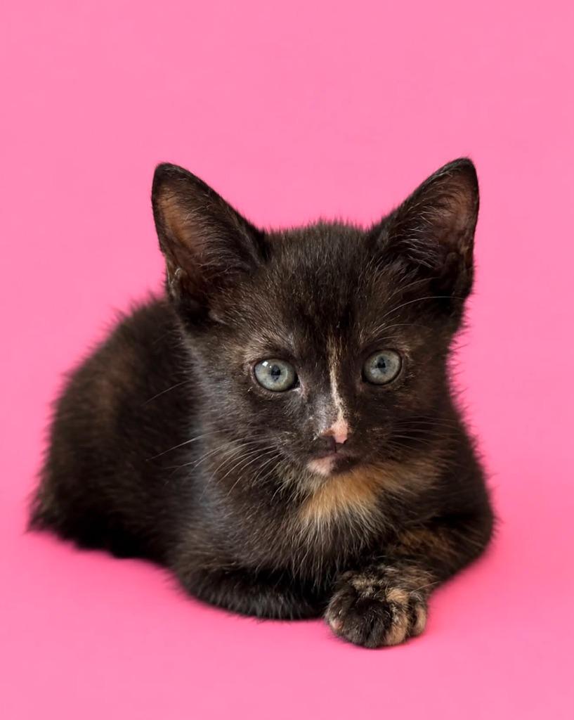 Eleanor Rigby, Adoptable, Kitten Female Domestic Short Hair.