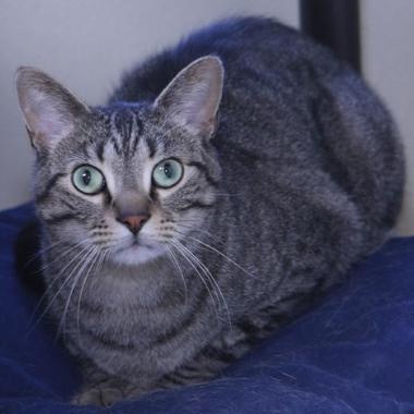 Enlarge Milo, a Adoptable Tabby in Minneapolis, MN image 2/3