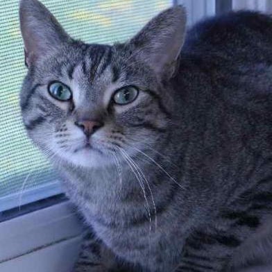 Enlarge Milo, a Adoptable Tabby in Minneapolis, MN image 3/3