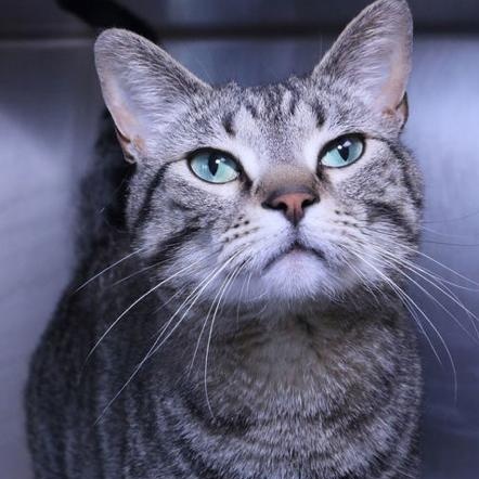 Milo, adoptable, Adult Male Tabby.