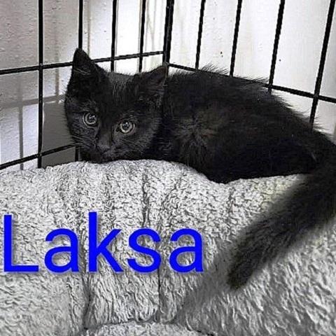 Laska, ADOPTABLE, Kitten Male Domestic Short Hair.