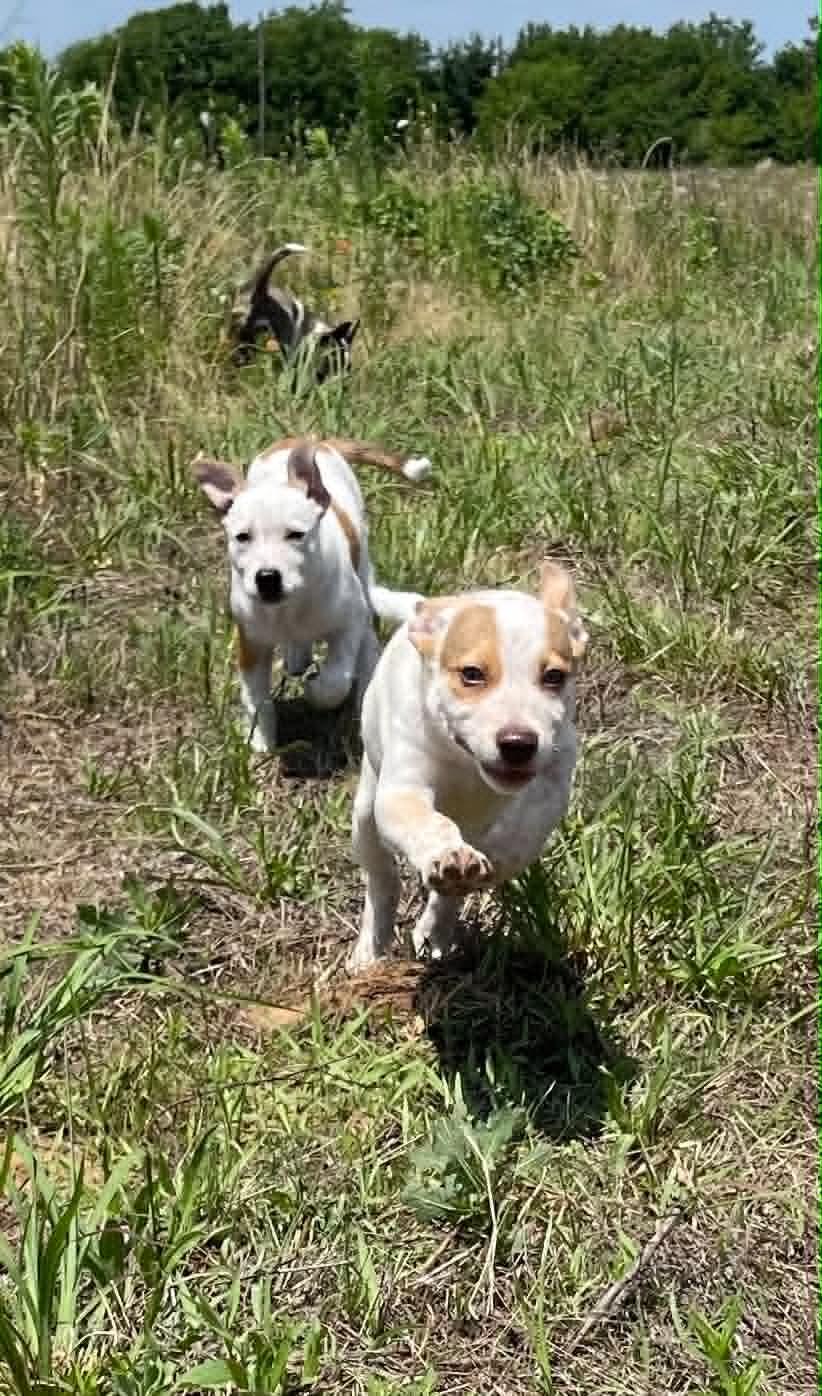 Clementine, an adopted mixed breed in Tomah, WI image 5/6