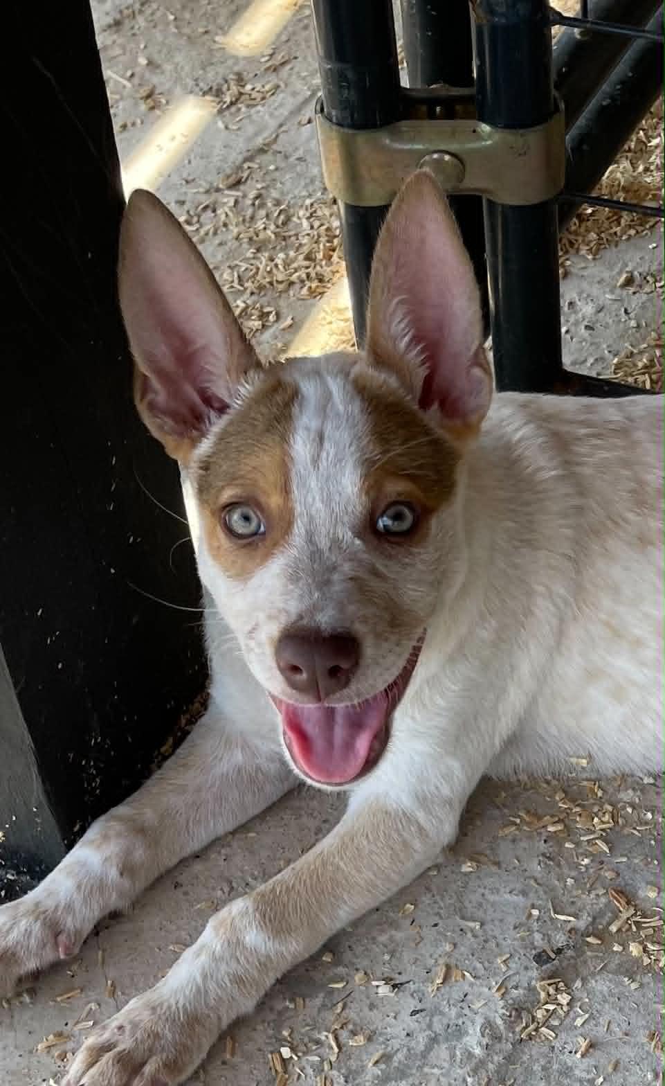 Clementine, an adopted mixed breed in Tomah, WI image 2/6
