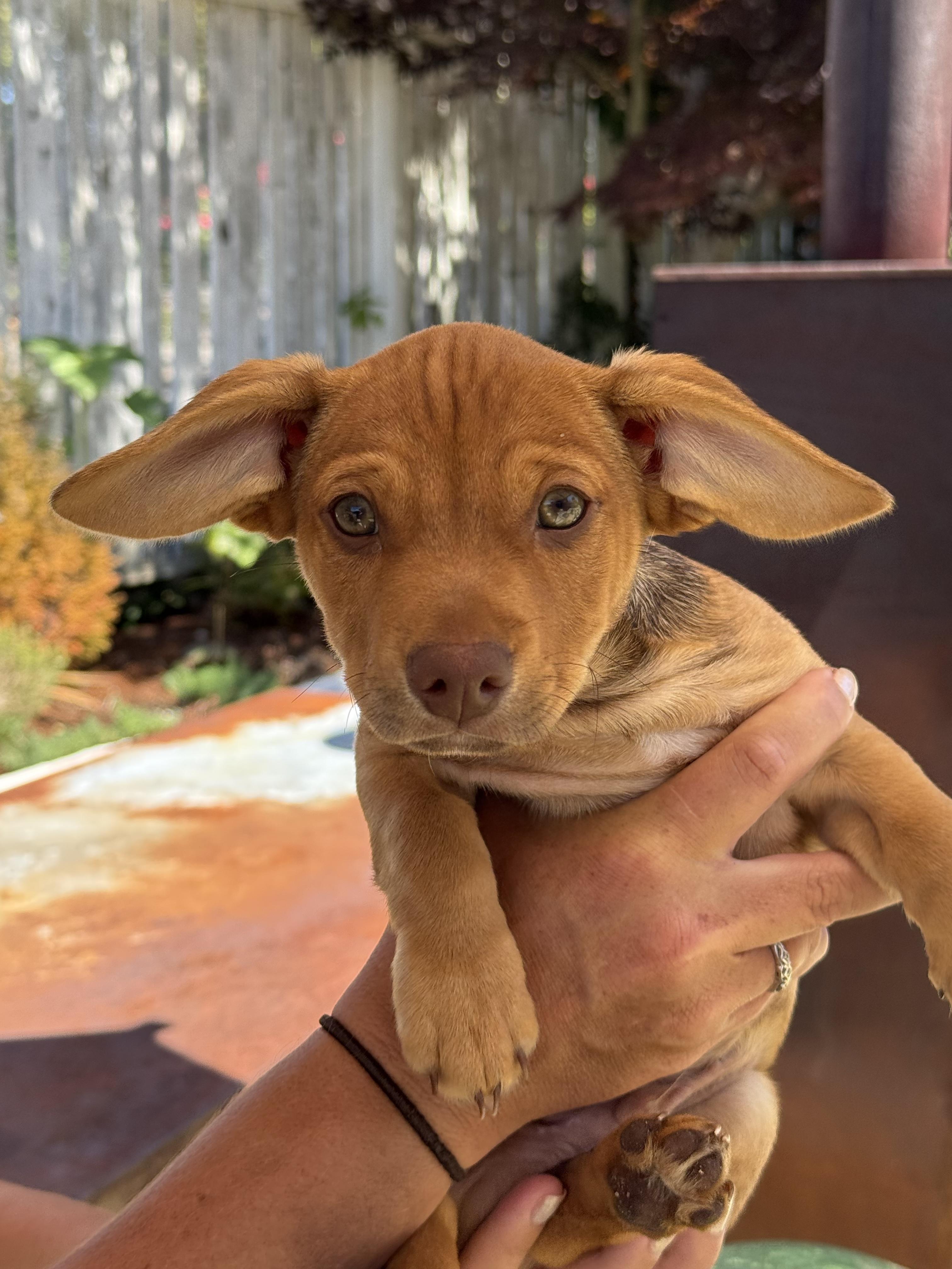 Blue, an adopted mixed breed in Silverdale, WA image 1/5