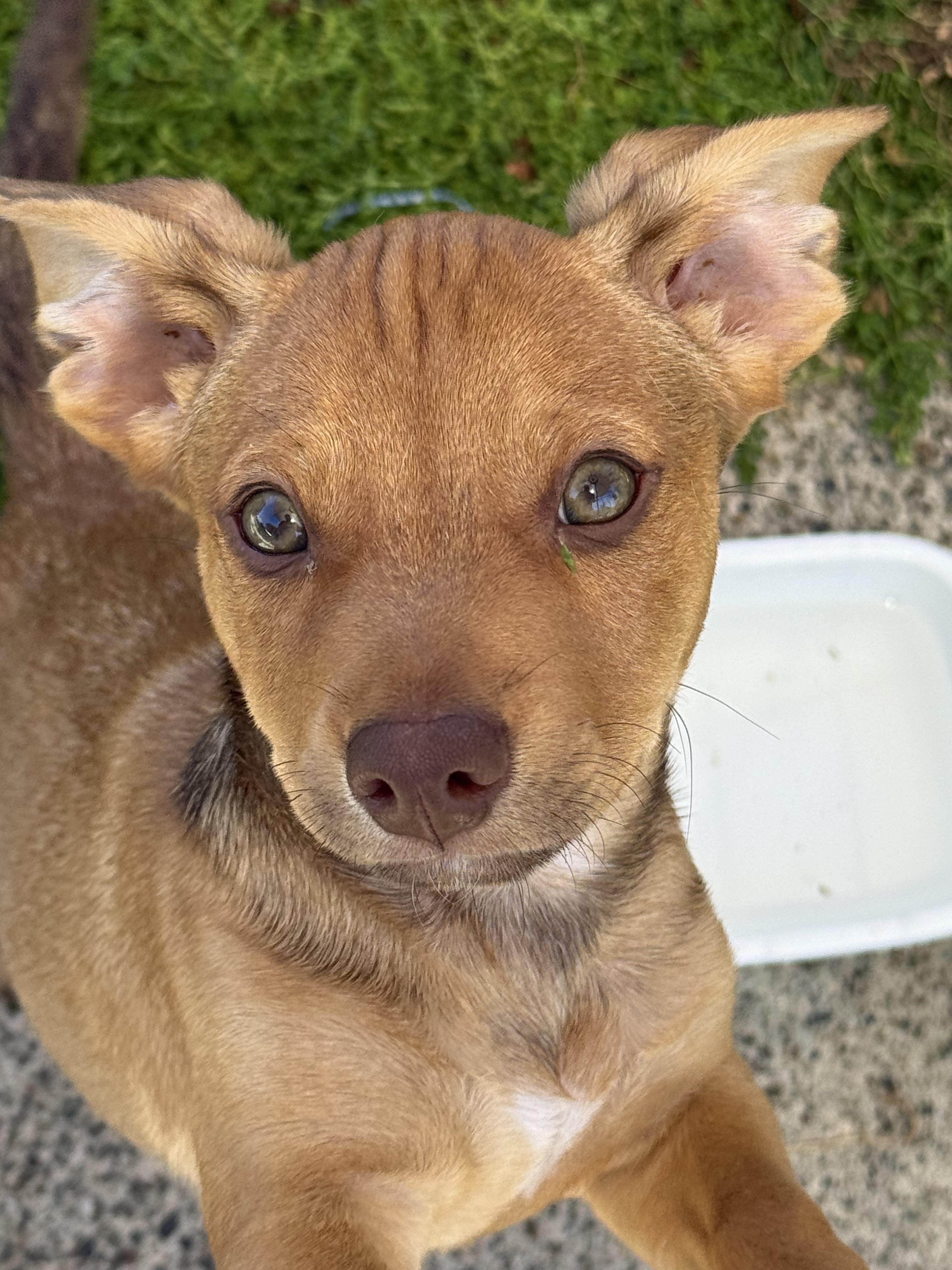 Blue, an adopted mixed breed in Silverdale, WA image 2/5