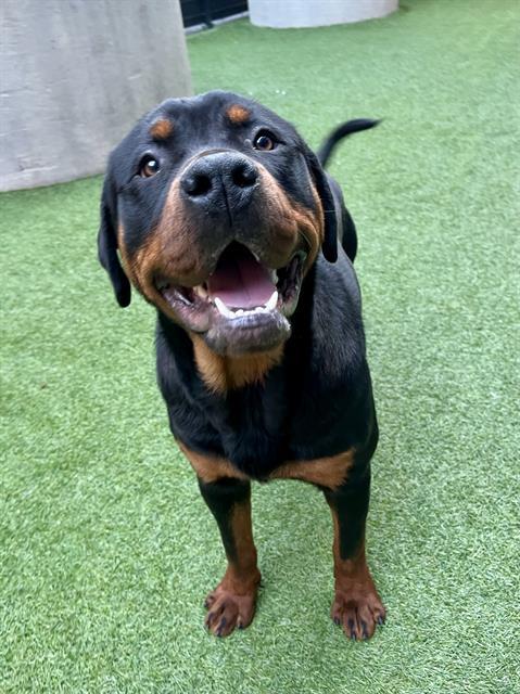 JACK, Adoptable, Young Male Rottweiler.