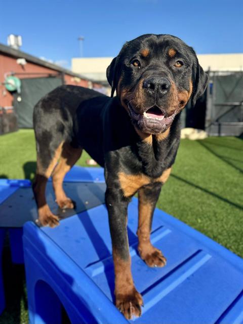 Enlarge JACK, a Adoptable Rottweiler in San Francisco, CA image 1/1