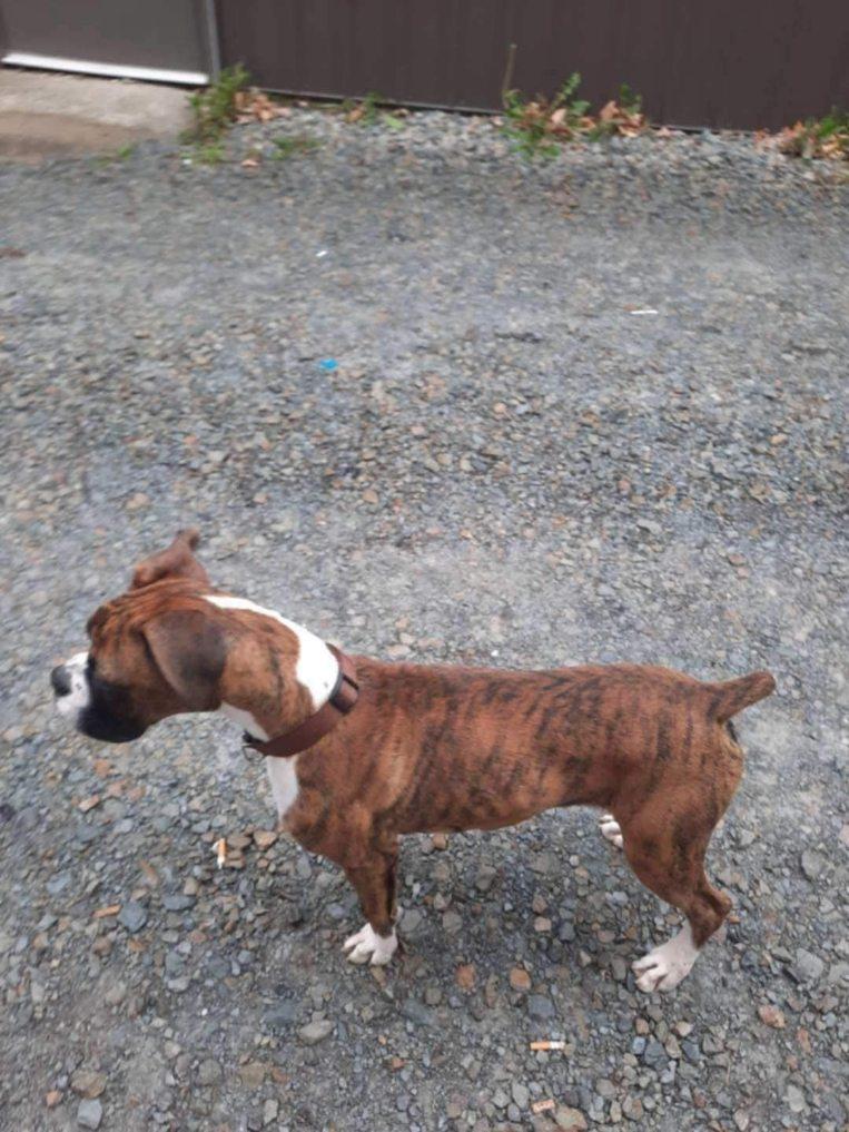 Enlarge Tigger, a Adopted Boxer in New Kensington, PA image 1/3
