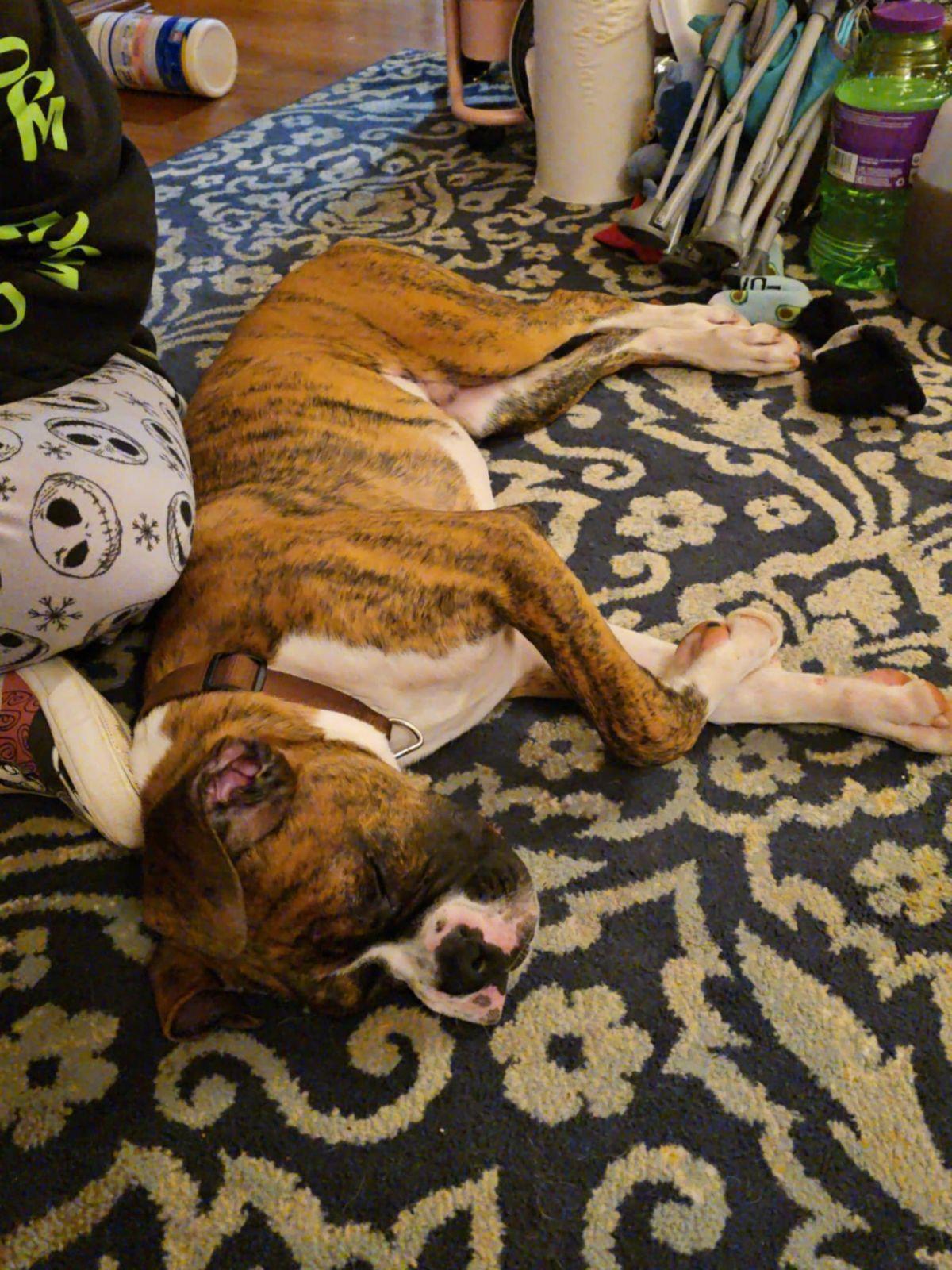 Enlarge Tigger, a Adopted Boxer in New Kensington, PA image 2/3