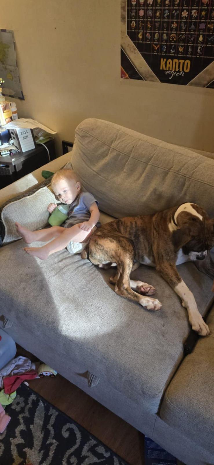 Enlarge Tigger, a Adopted Boxer in New Kensington, PA image 3/3