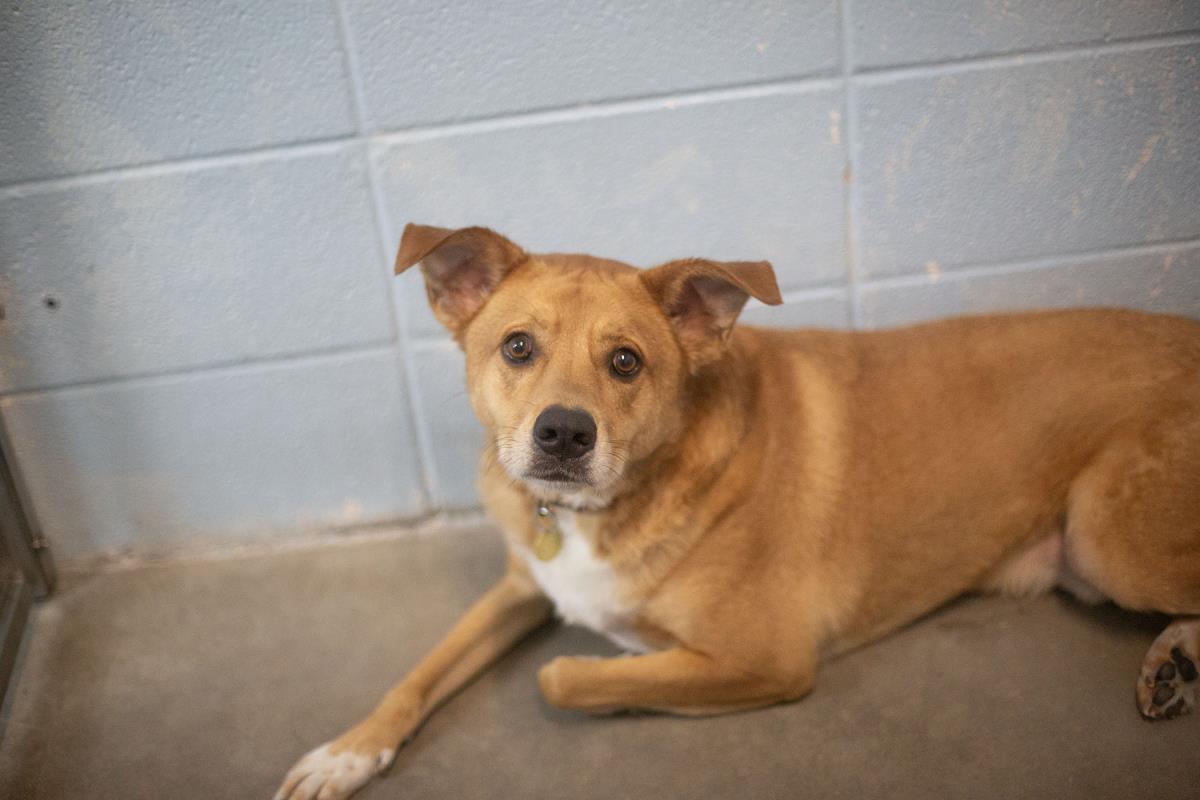 Rocky, Adoptable, Adult Male Labrador Retriever.