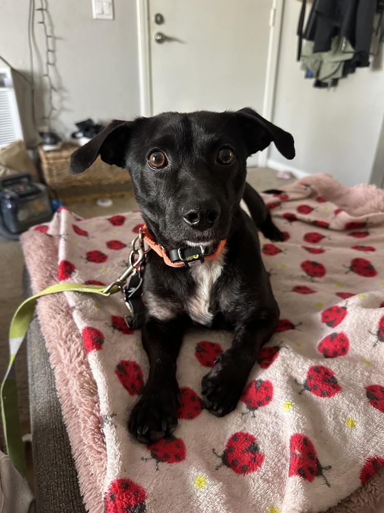 Mr. G, Adoptable, Adult Male Dachshund.