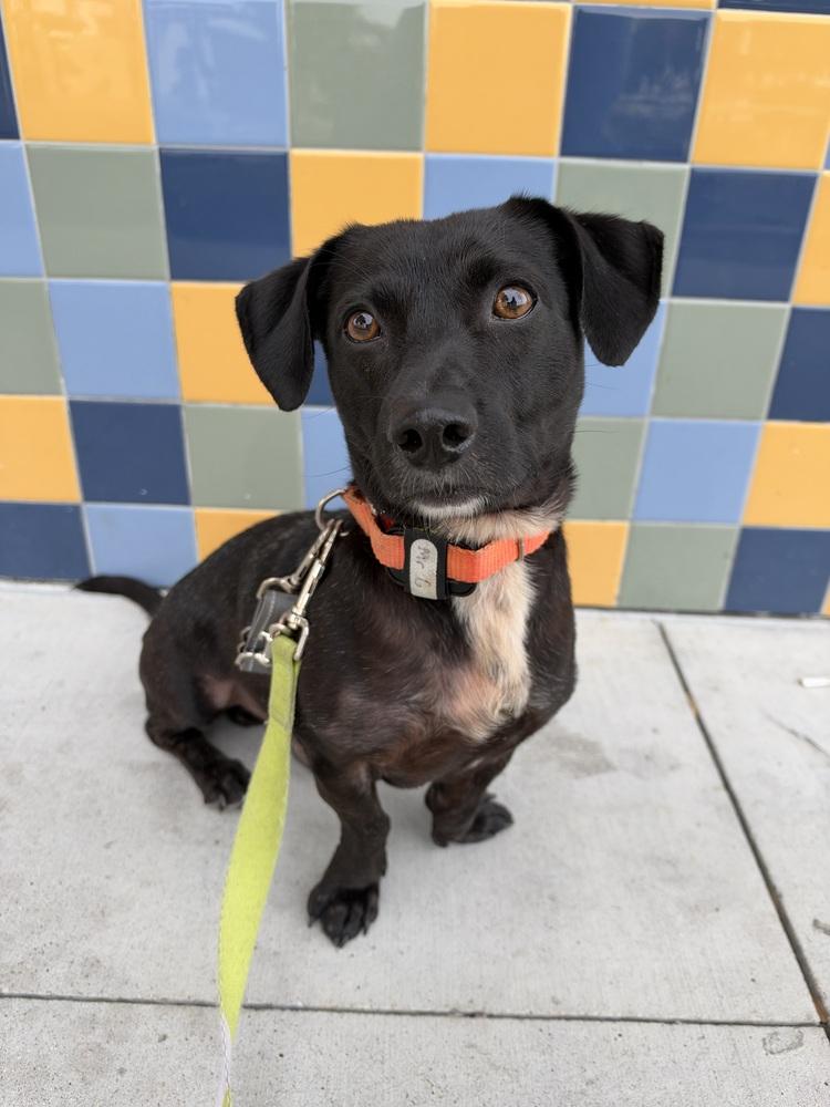 Enlarge Mr. G, a Adoptable mixed breed in Jamul, CA image 2/6