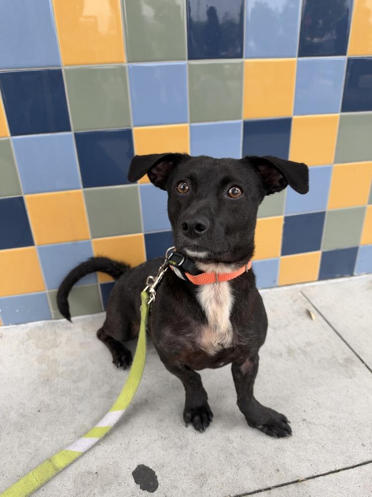 Enlarge Mr. G, a Adoptable mixed breed in Jamul, CA image 3/6