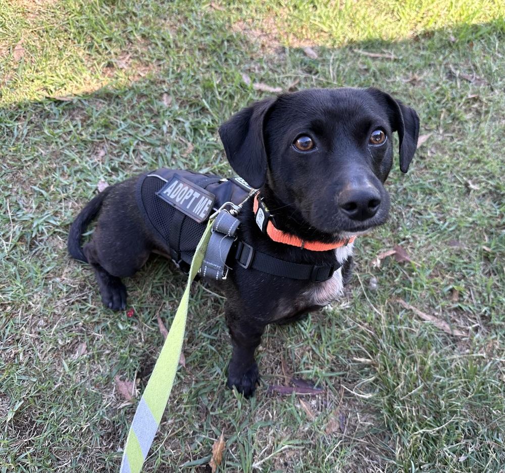 Enlarge Mr. G, a Adoptable mixed breed in Jamul, CA image 4/6