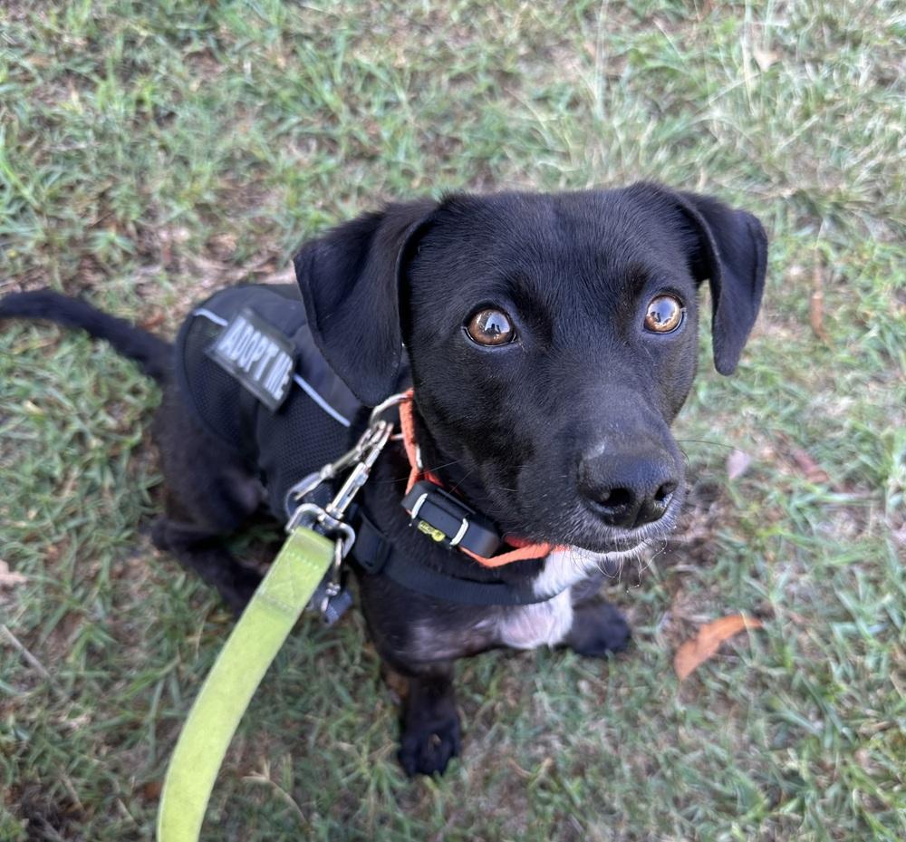 Enlarge Mr. G, a Adoptable mixed breed in Jamul, CA image 6/6
