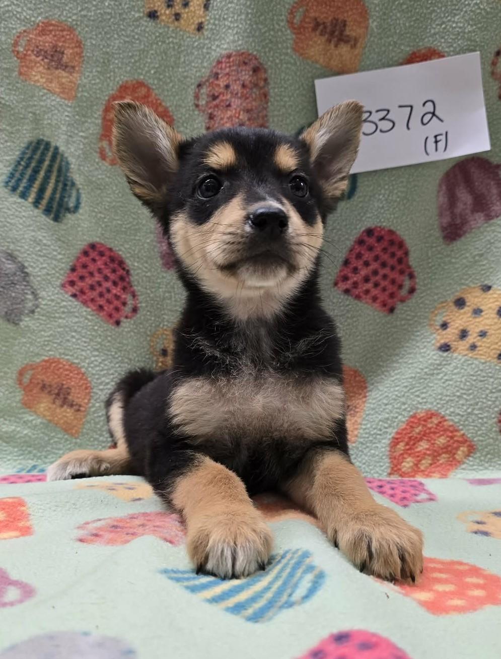 Whiteout, adoptable, Puppy Female Mixed Breed.