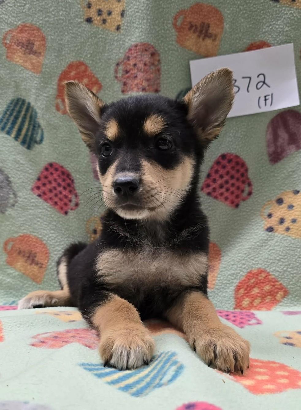 Enlarge Whiteout, an adoptable mixed breed in Othello, WA image 2/2