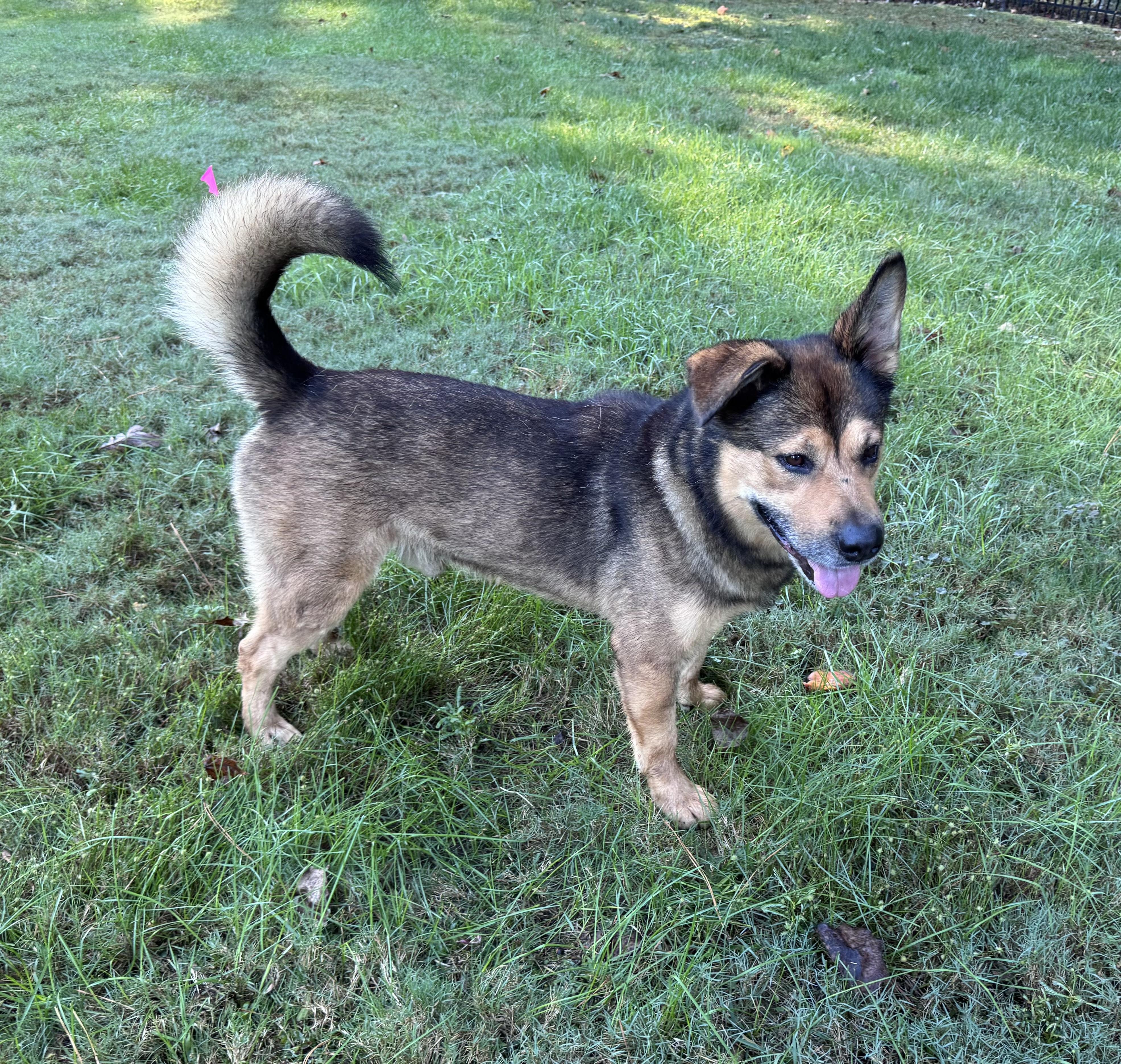 Enlarge Issac, a Adoptable mixed breed in Roswell, GA image 3/4