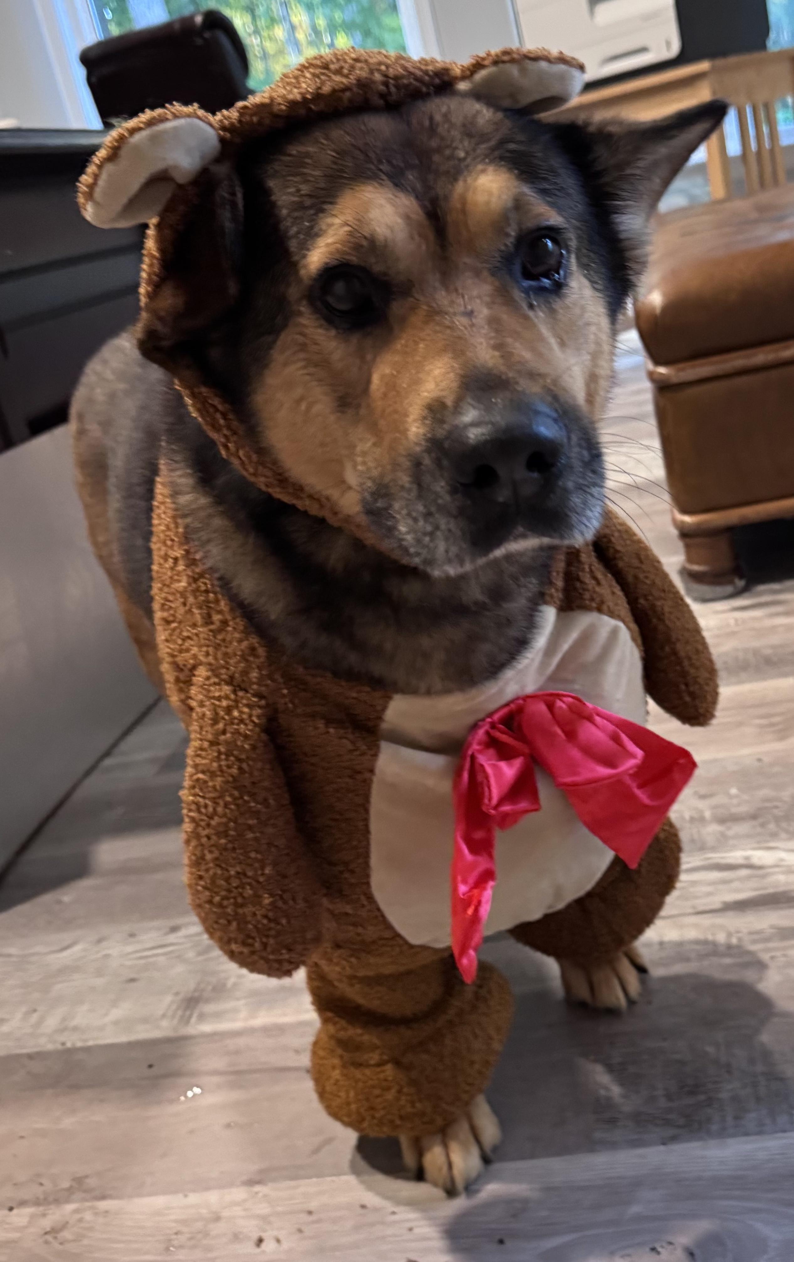 Enlarge Issac, a Adoptable mixed breed in Roswell, GA image 2/4