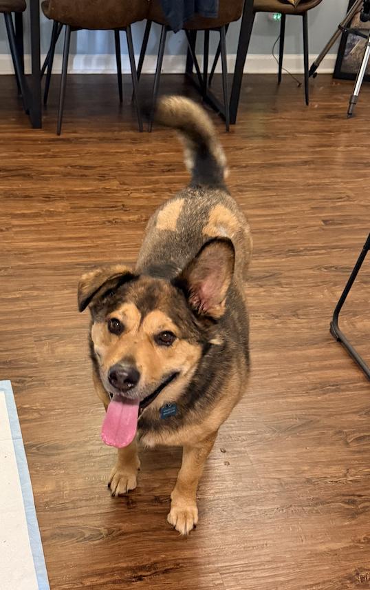 Issac, Adoptable, Adult Male Shepherd.