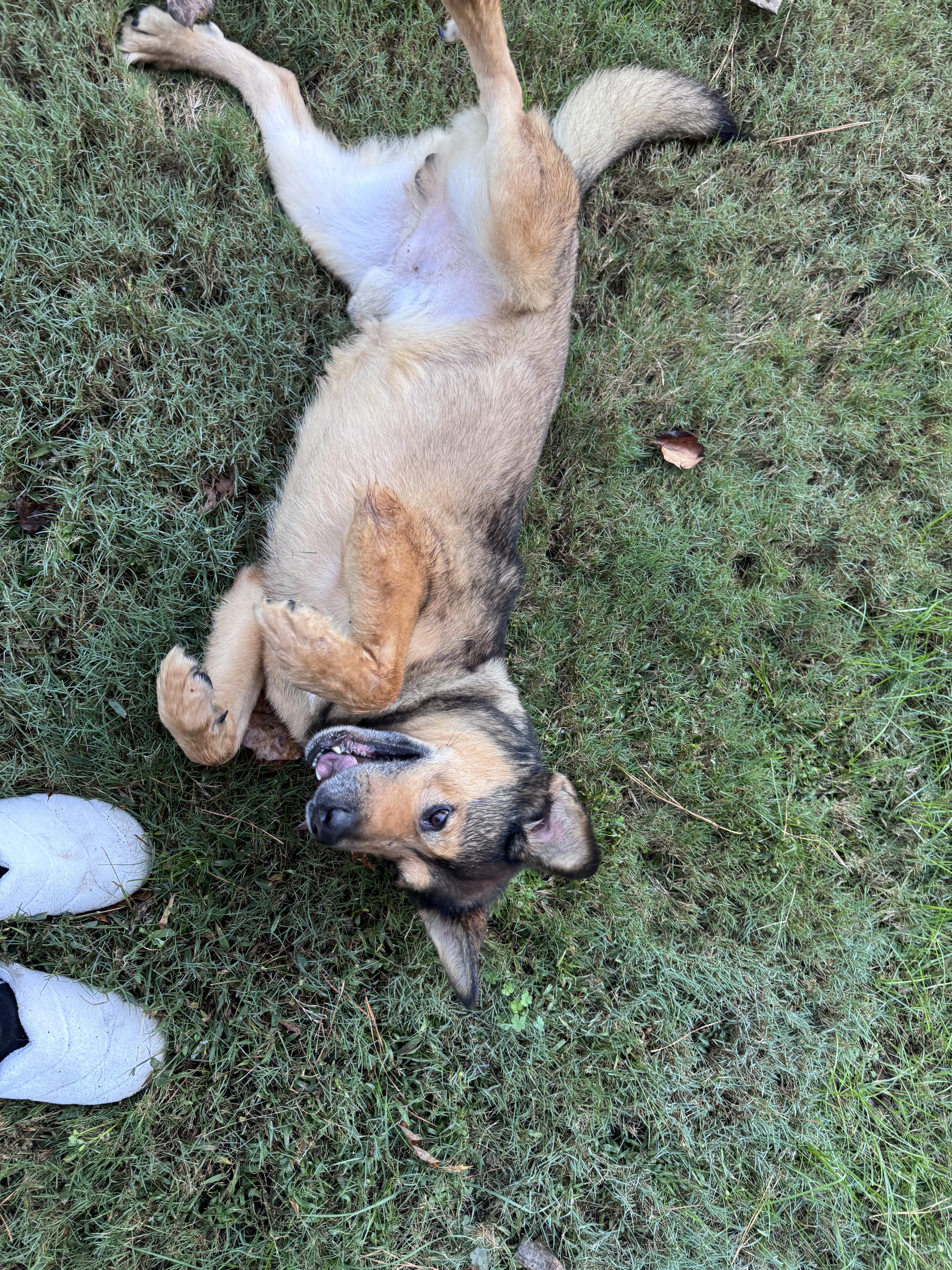 Enlarge Issac, a Adoptable mixed breed in Roswell, GA image 4/4