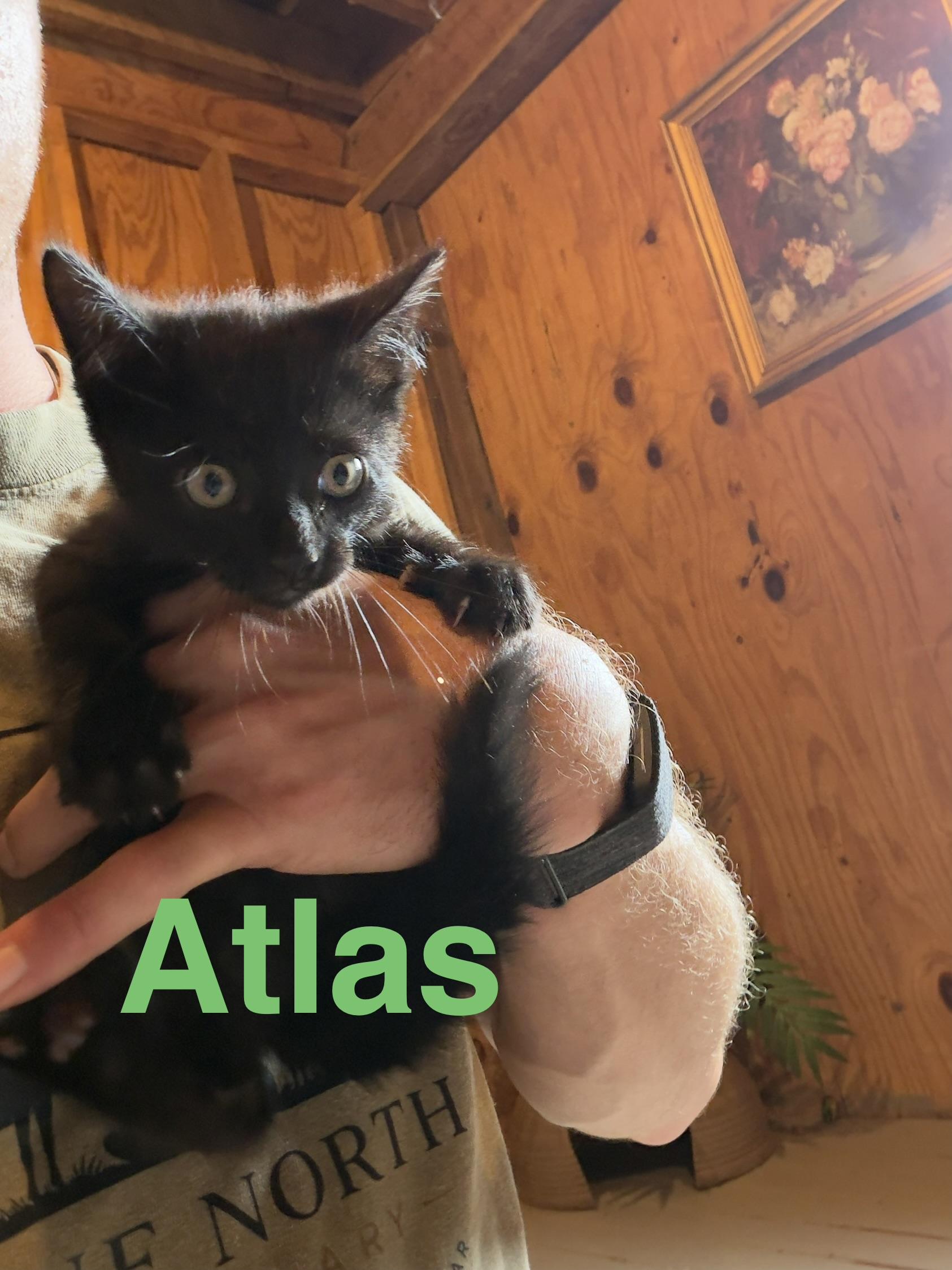 Enlarge Atlas, a Adoptable Domestic Short Hair in Athens, OH image 1/2