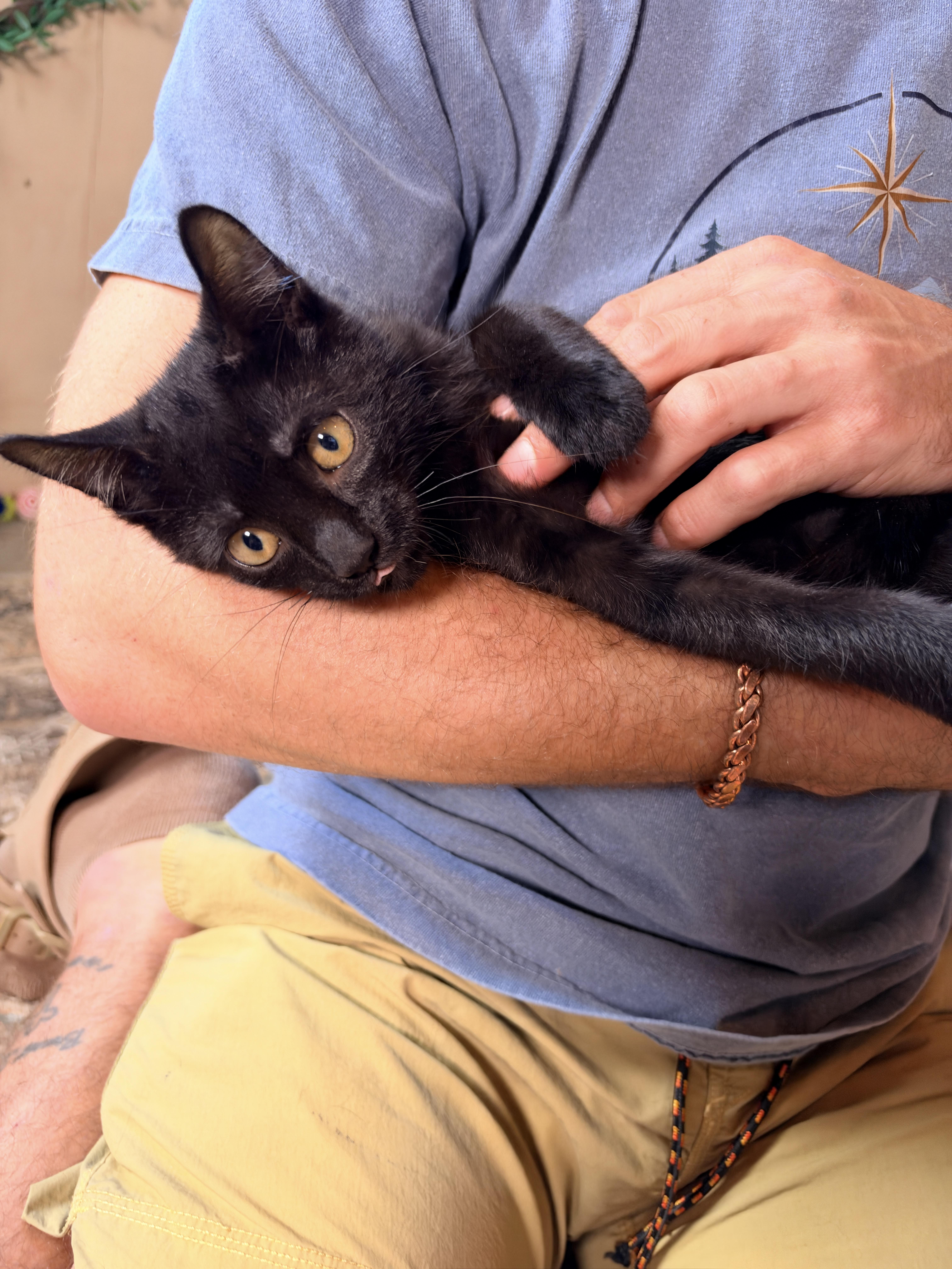 Atlas, Adoptable, Kitten Male Domestic Short Hair.