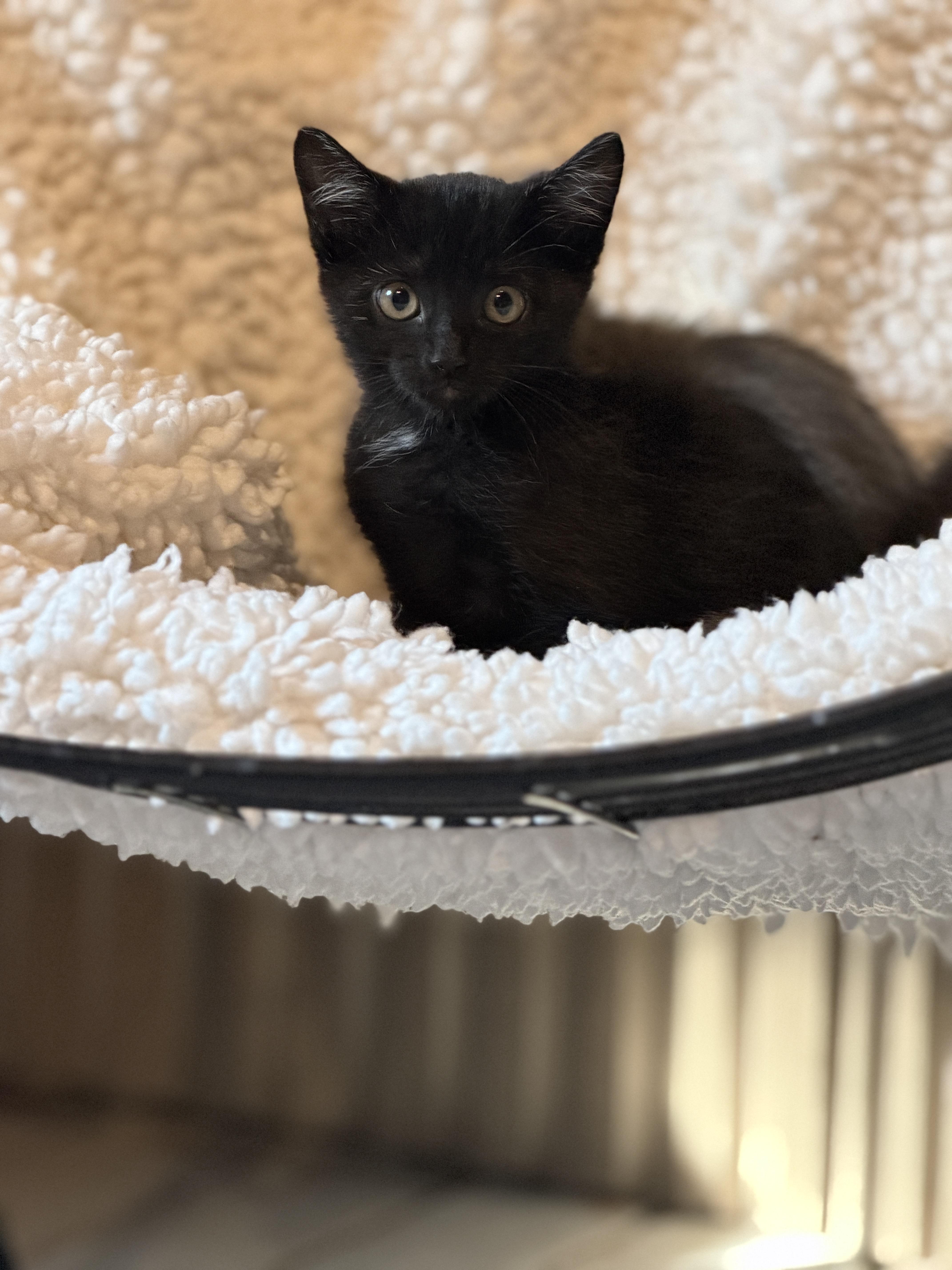 Enlarge Atlas, a Adoptable Domestic Short Hair in Athens, OH image 2/2