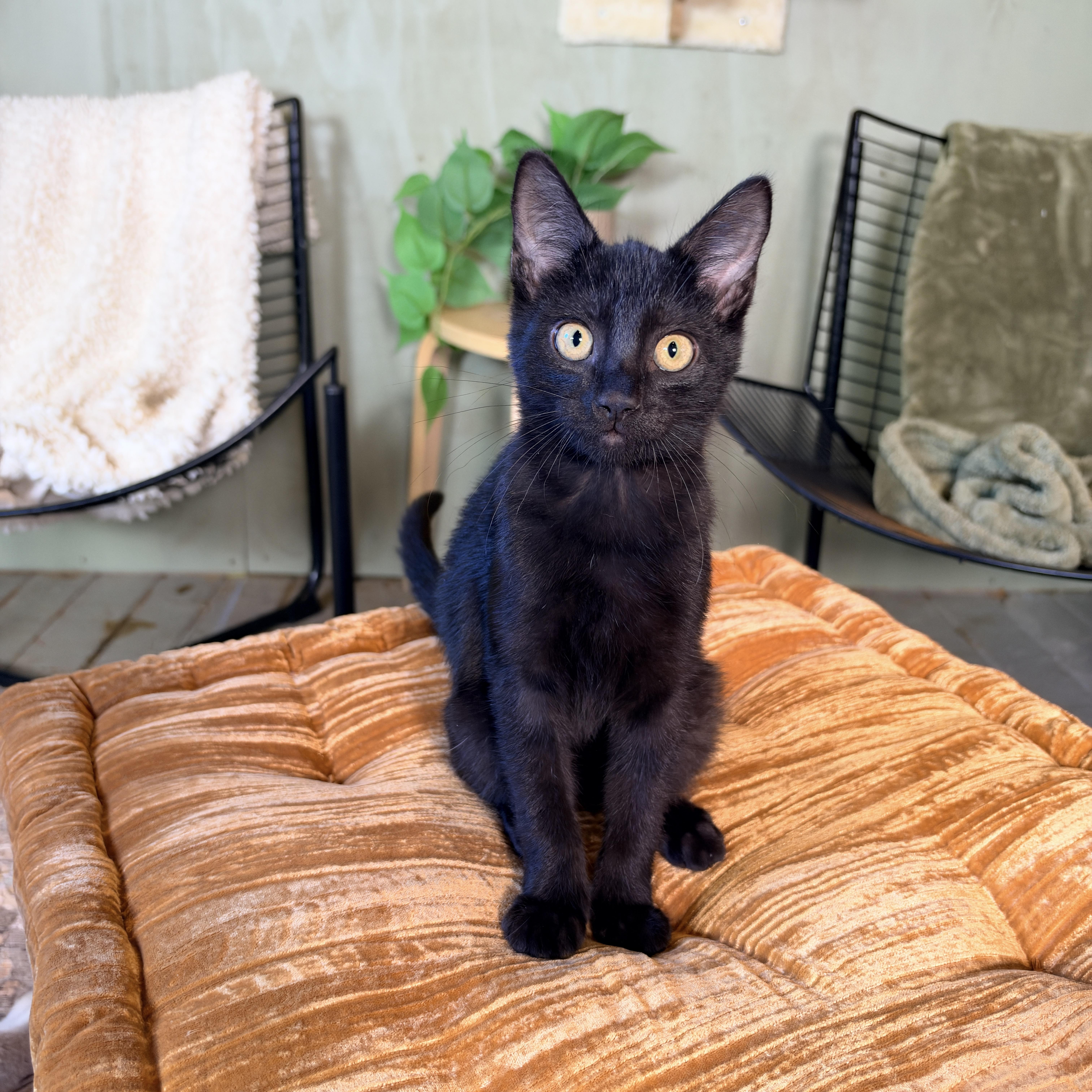 Enlarge Atlas, a Adoptable Domestic Short Hair in Athens, OH image 2/3