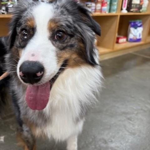 Enlarge Hutch, a Adoptable Australian Shepherd in Floral Park, NY image 3/5