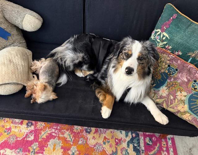 Enlarge Hutch, a Adoptable Australian Shepherd in Floral Park, NY image 1/5