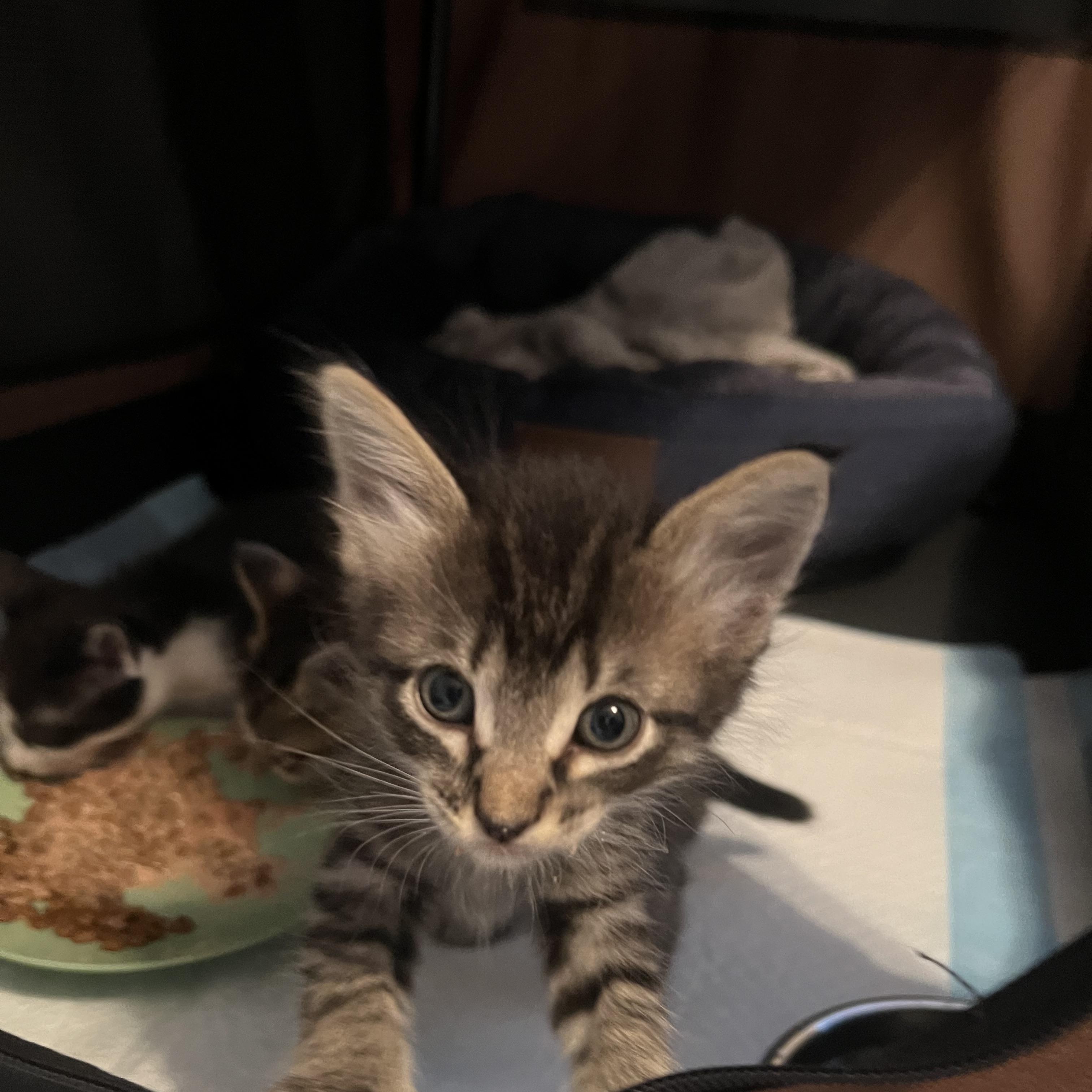 Bitty, adopted, Kitten Male Tabby.