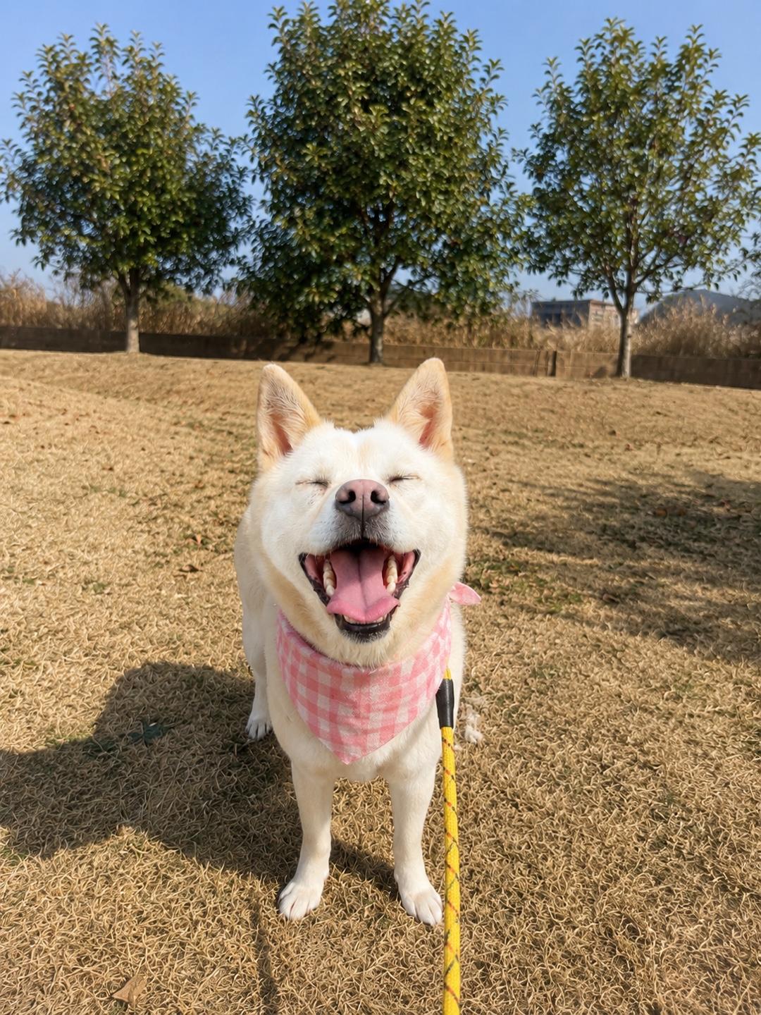 MINA, a ADOPTABLE mixed breed in Centreville, VA image 3/6