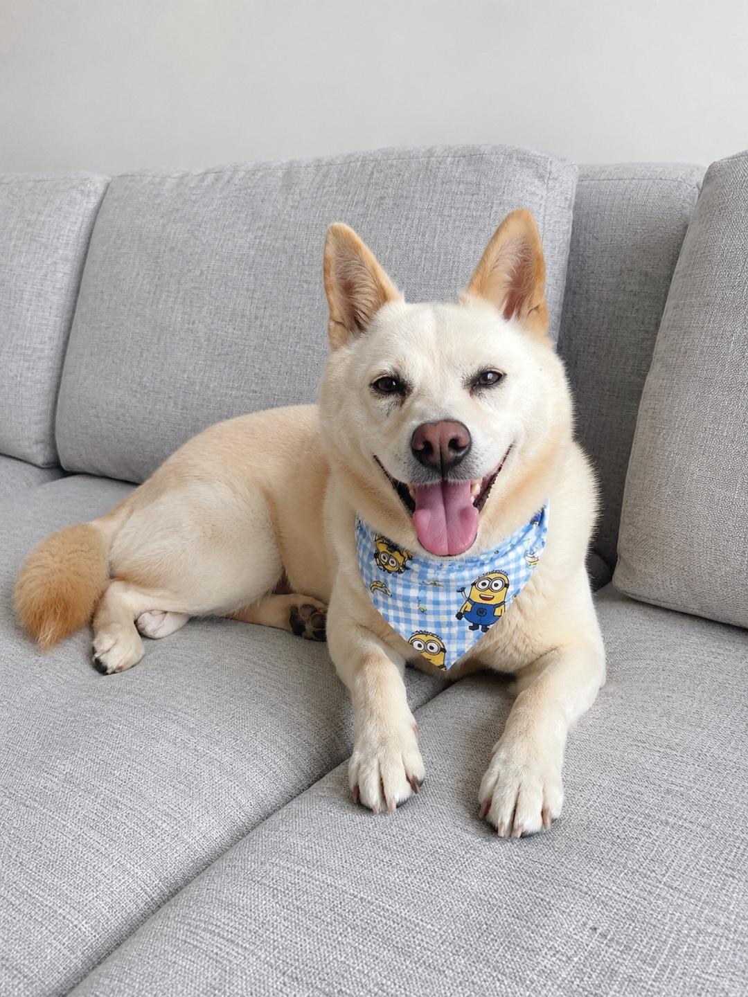 MINA, a ADOPTABLE mixed breed in Centreville, VA image 5/6
