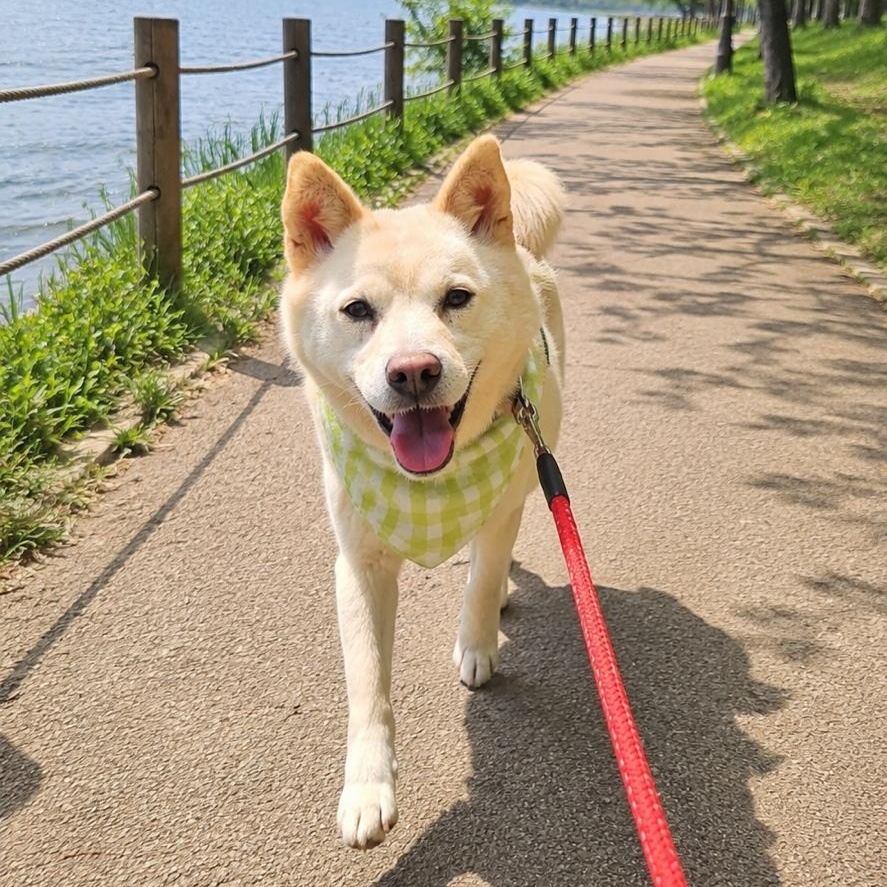 MINA, a ADOPTABLE mixed breed in Centreville, VA image 1/6